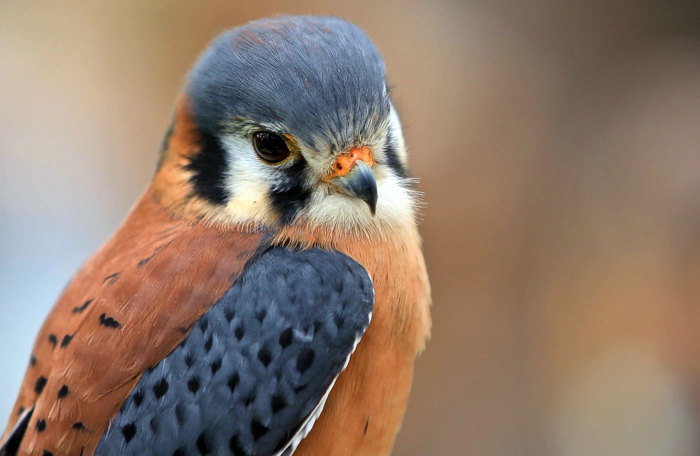 Wooded Island Birding Outing