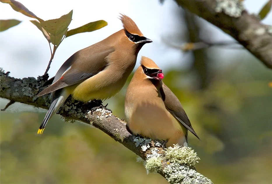 Wooded Island Birding Outing