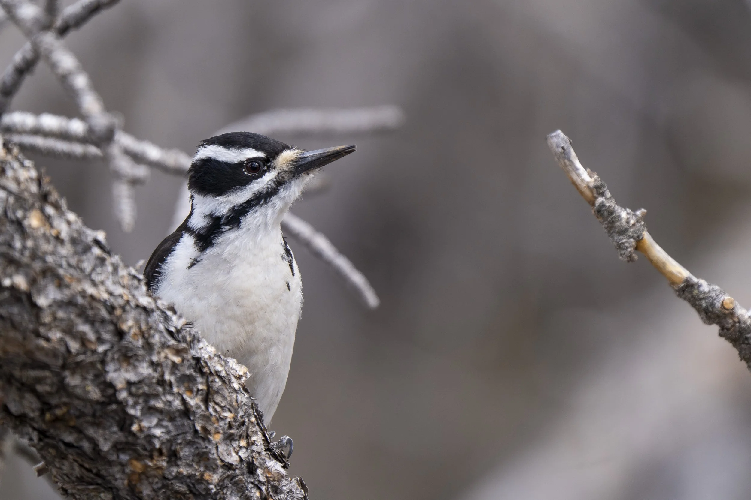 Wooded Island Birding Outing