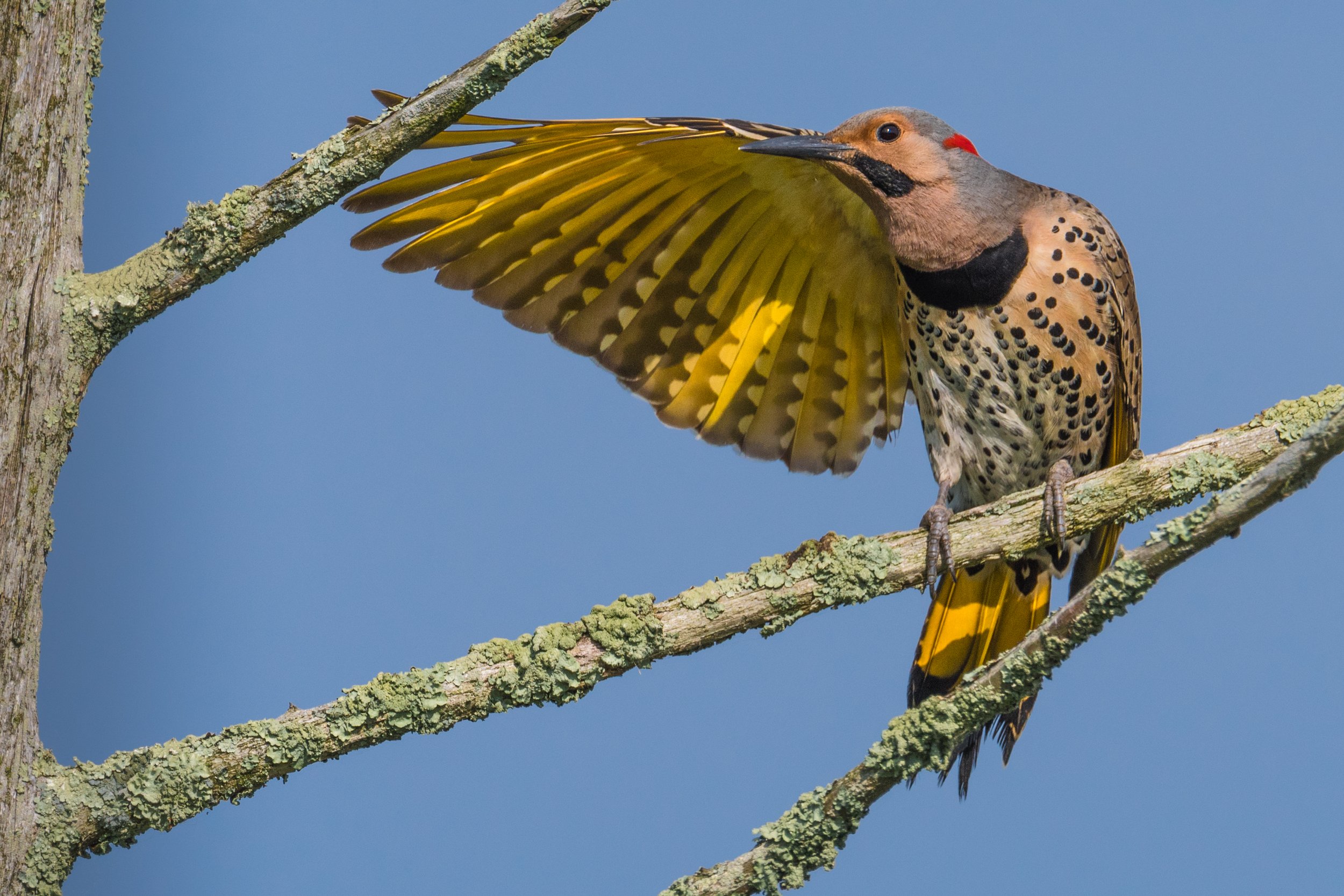 Wooded Island Birding Outing