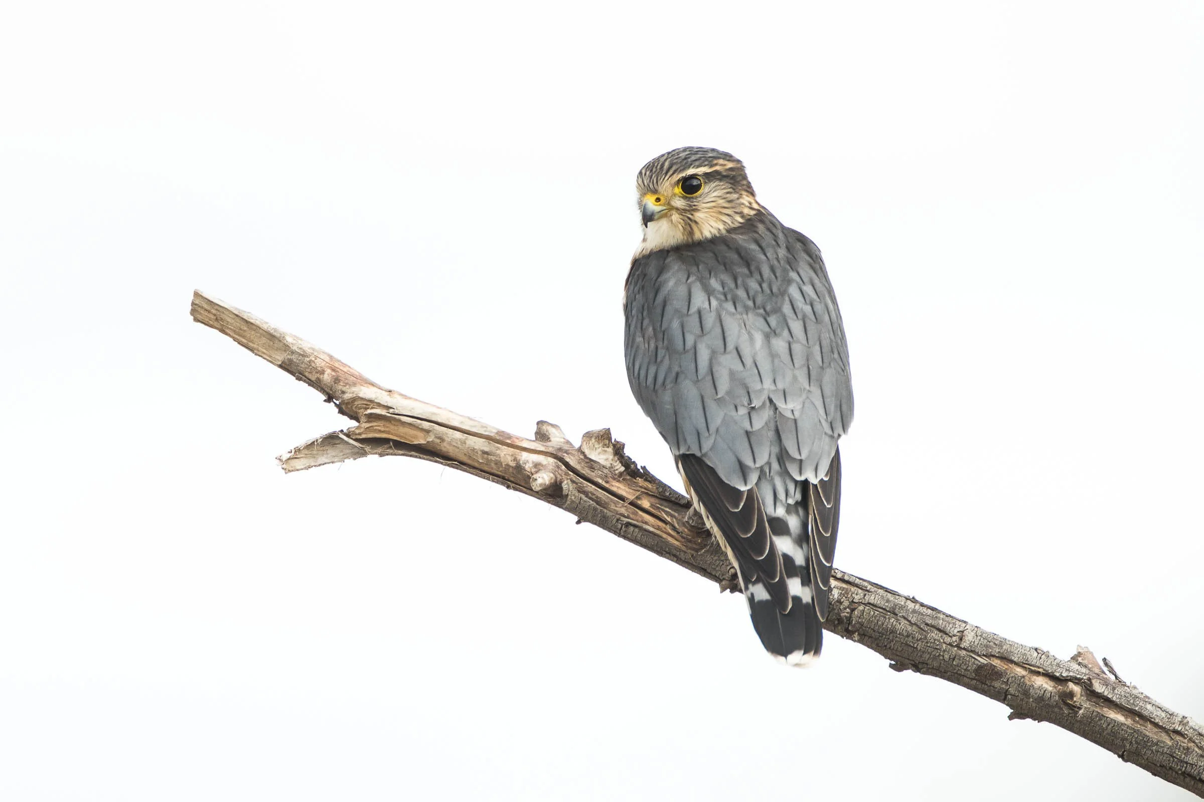 Wooded Island Birding Outing 