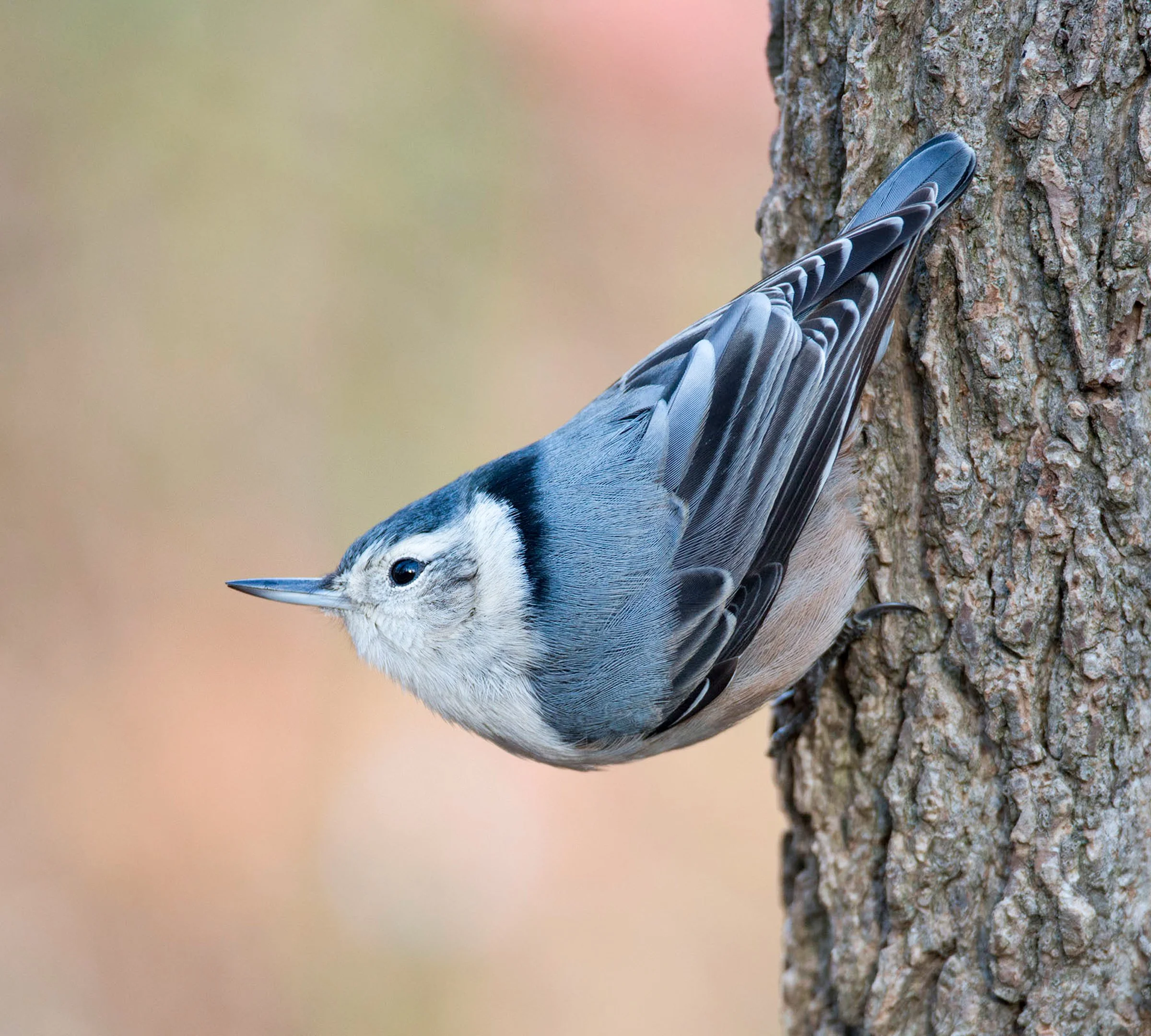 Wooded Island Birding Outing 