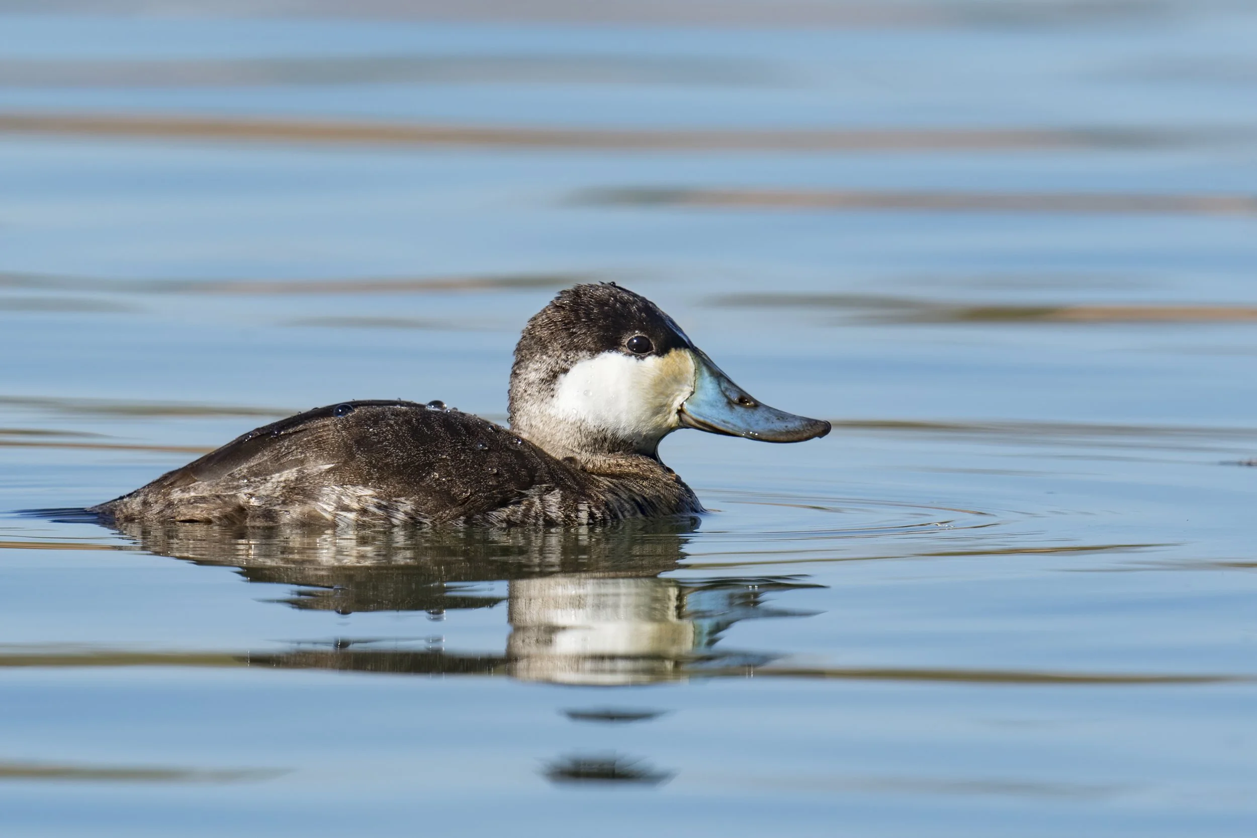 Wooded Island Birding Outing