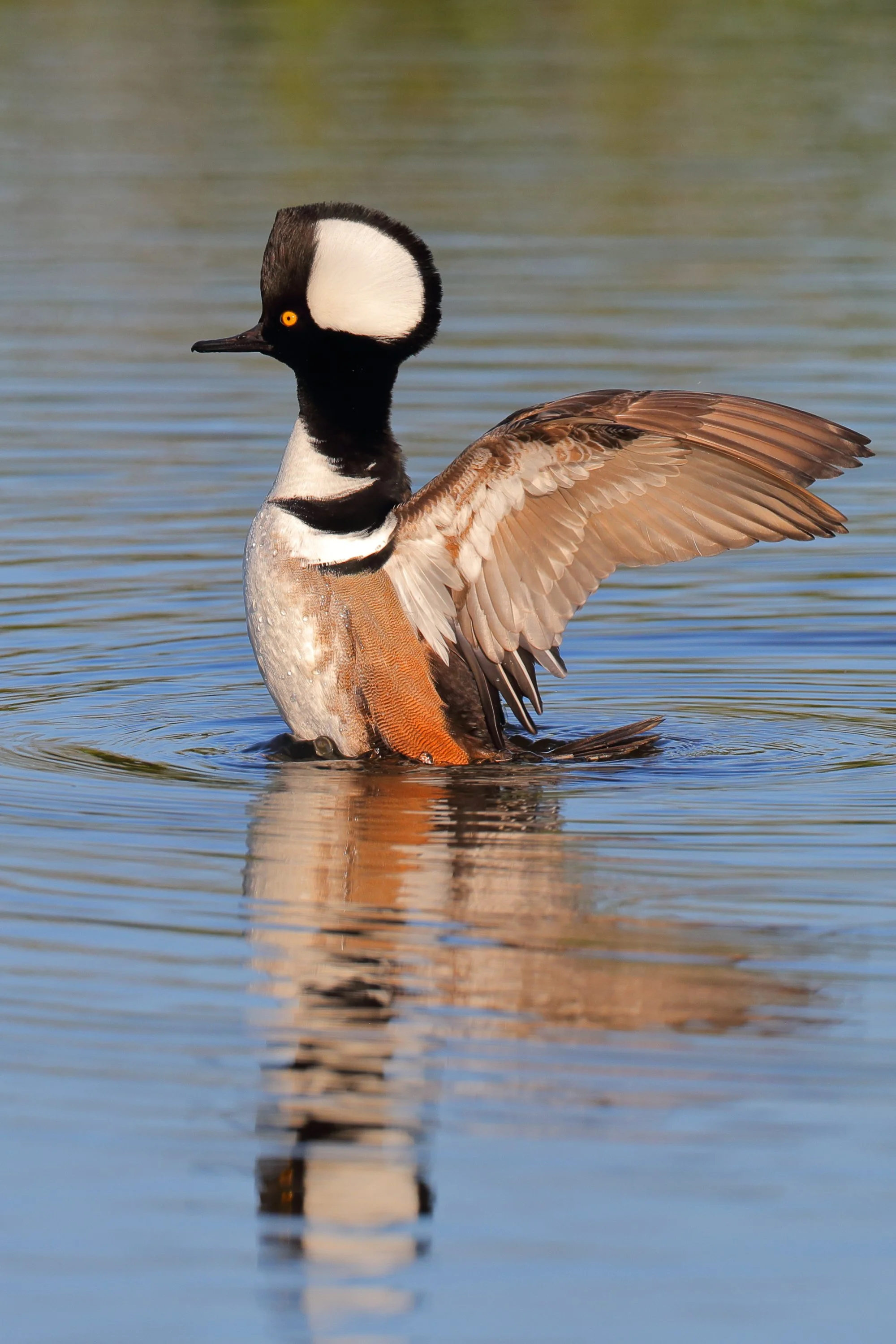 Wooded Island Birding Outing