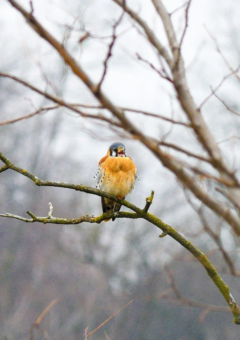 Wooded Island Birding Outing 
