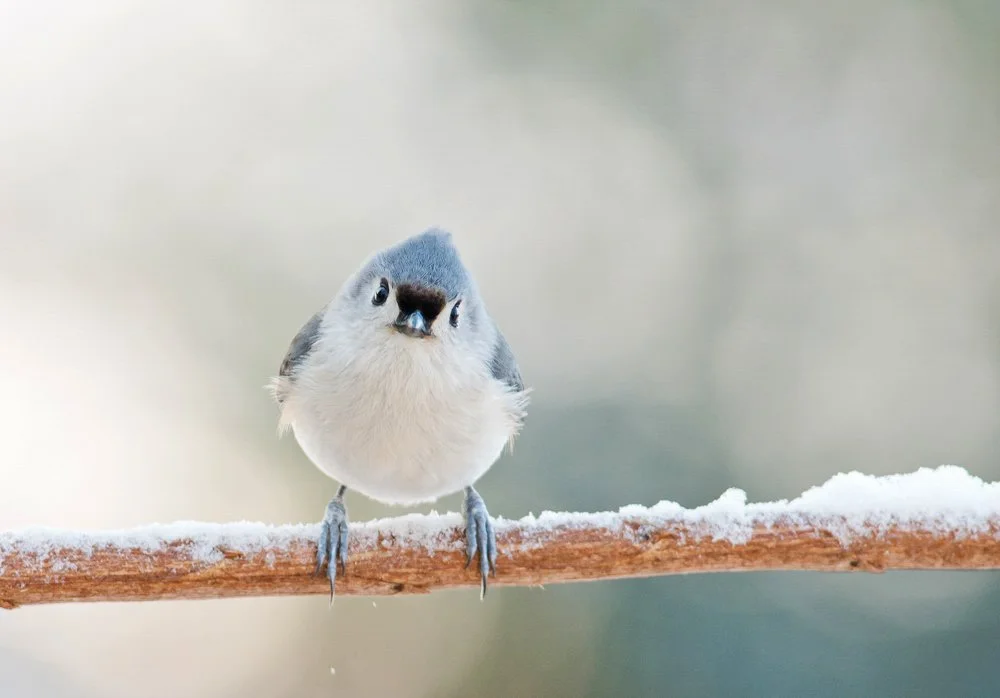 Wooded Island Birding Outing