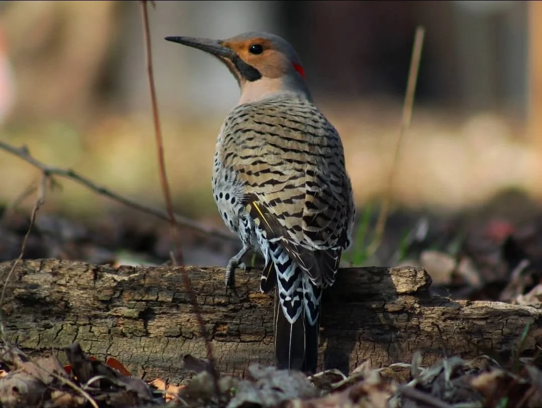 Park 538 Birding Outing