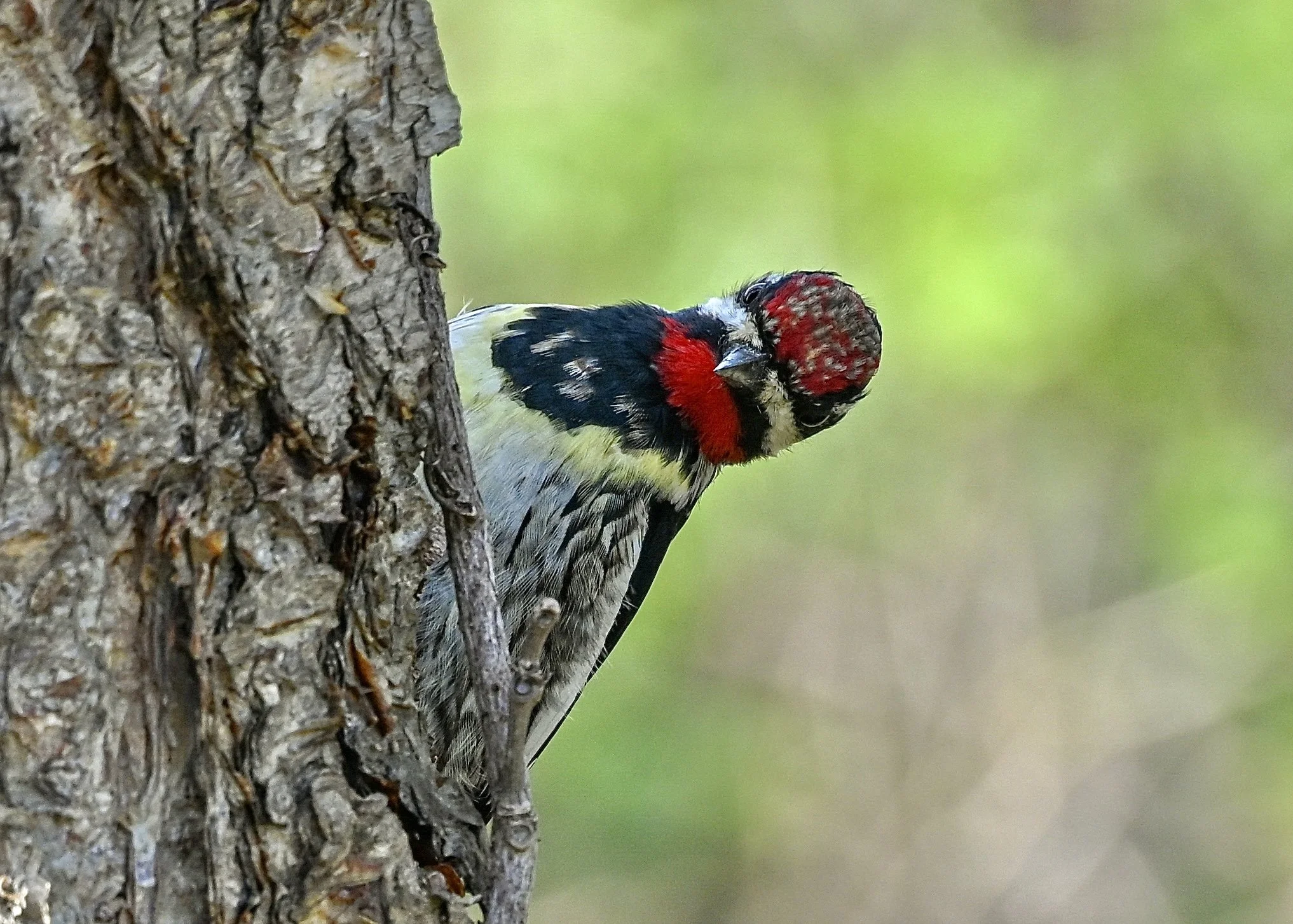 Washington Park Birding Outing