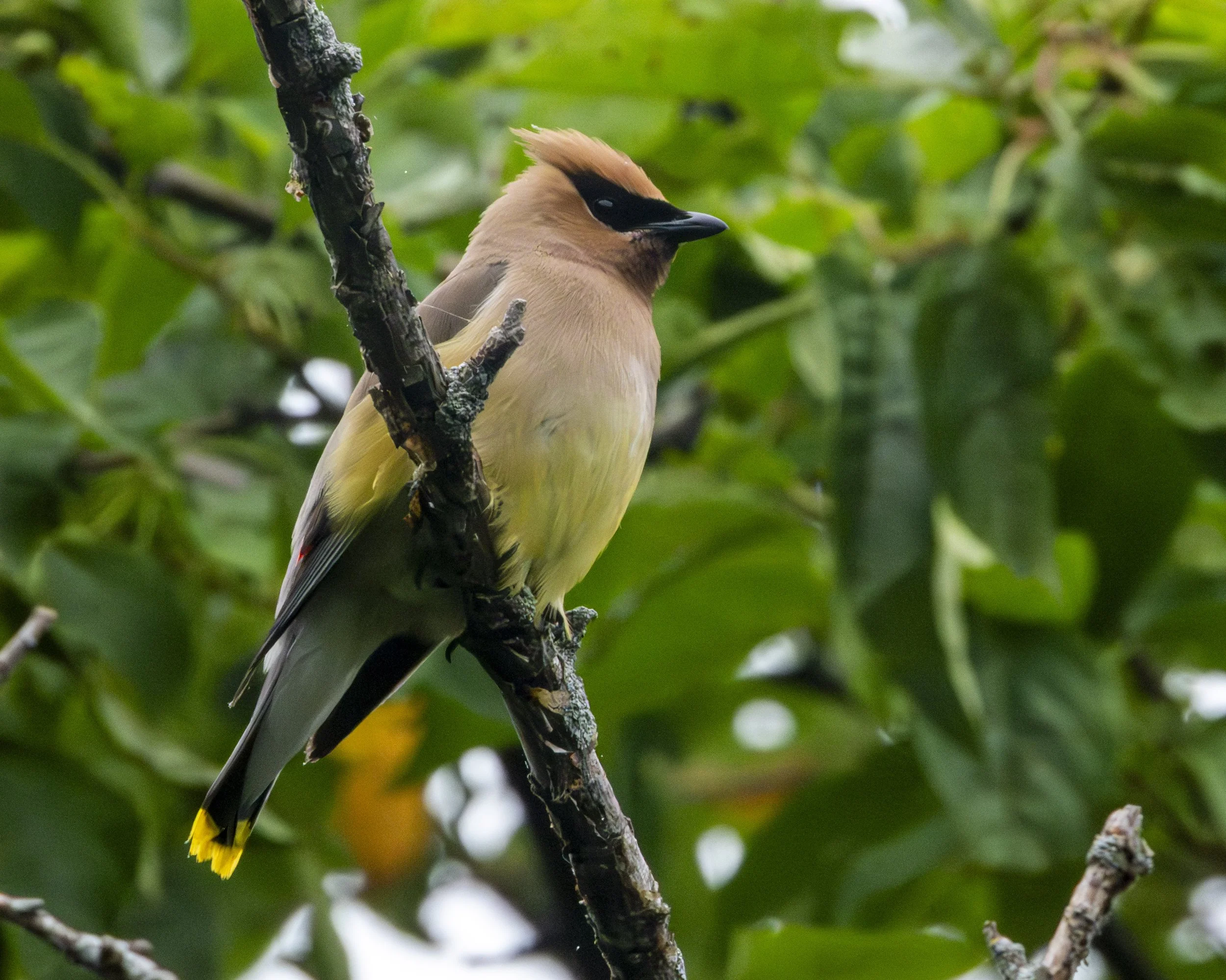 Crabtree Nature Center Birding Outing