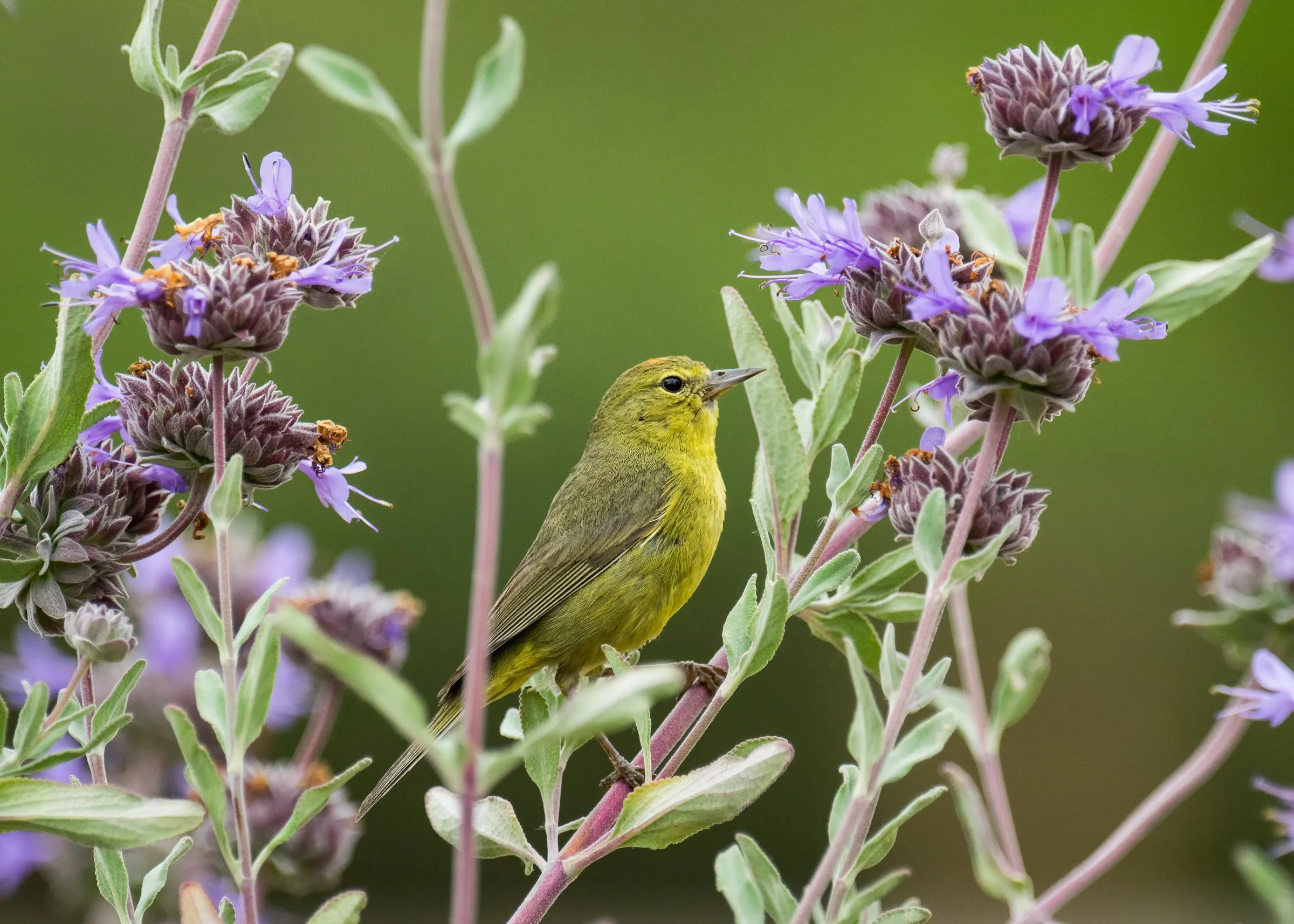 Fall Migration Outings at North Park Village Nature Center