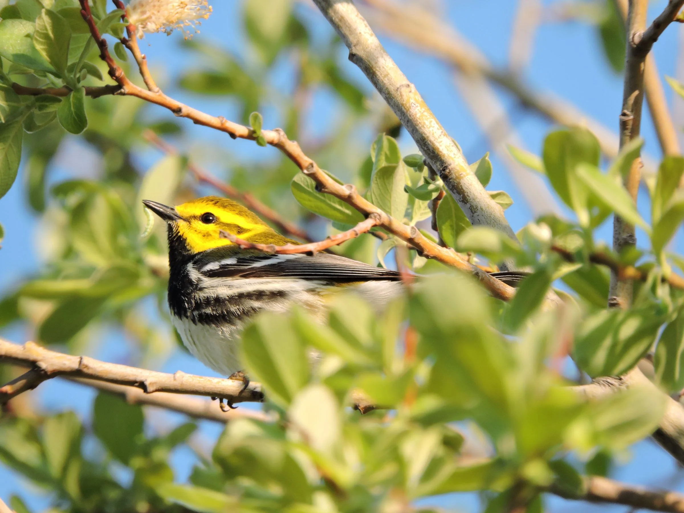 Fall Migration Outings at North Park Village Nature Center