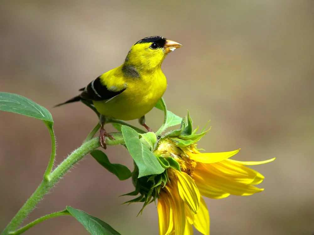 Fall Migration Outings at North Park Village Nature Center