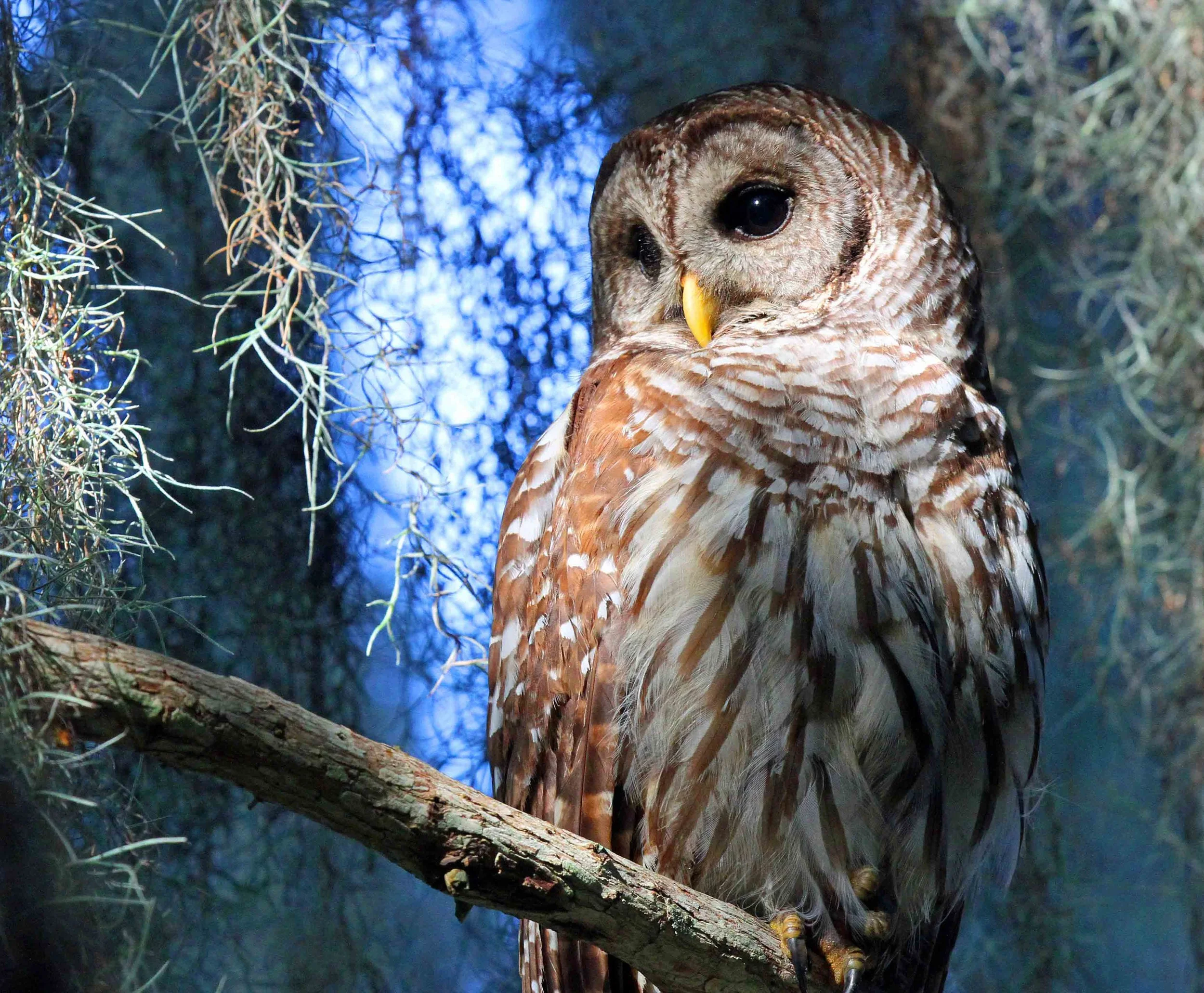 Fall Migration Outings at North Park Village Nature Center