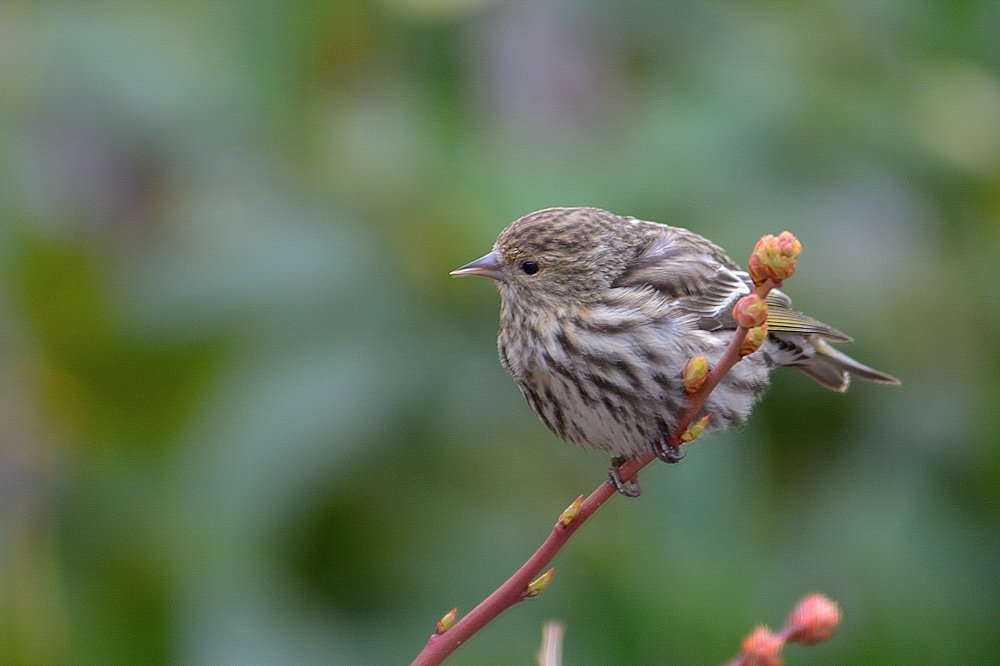 Fall Migration Outings at North Park Village Nature Center