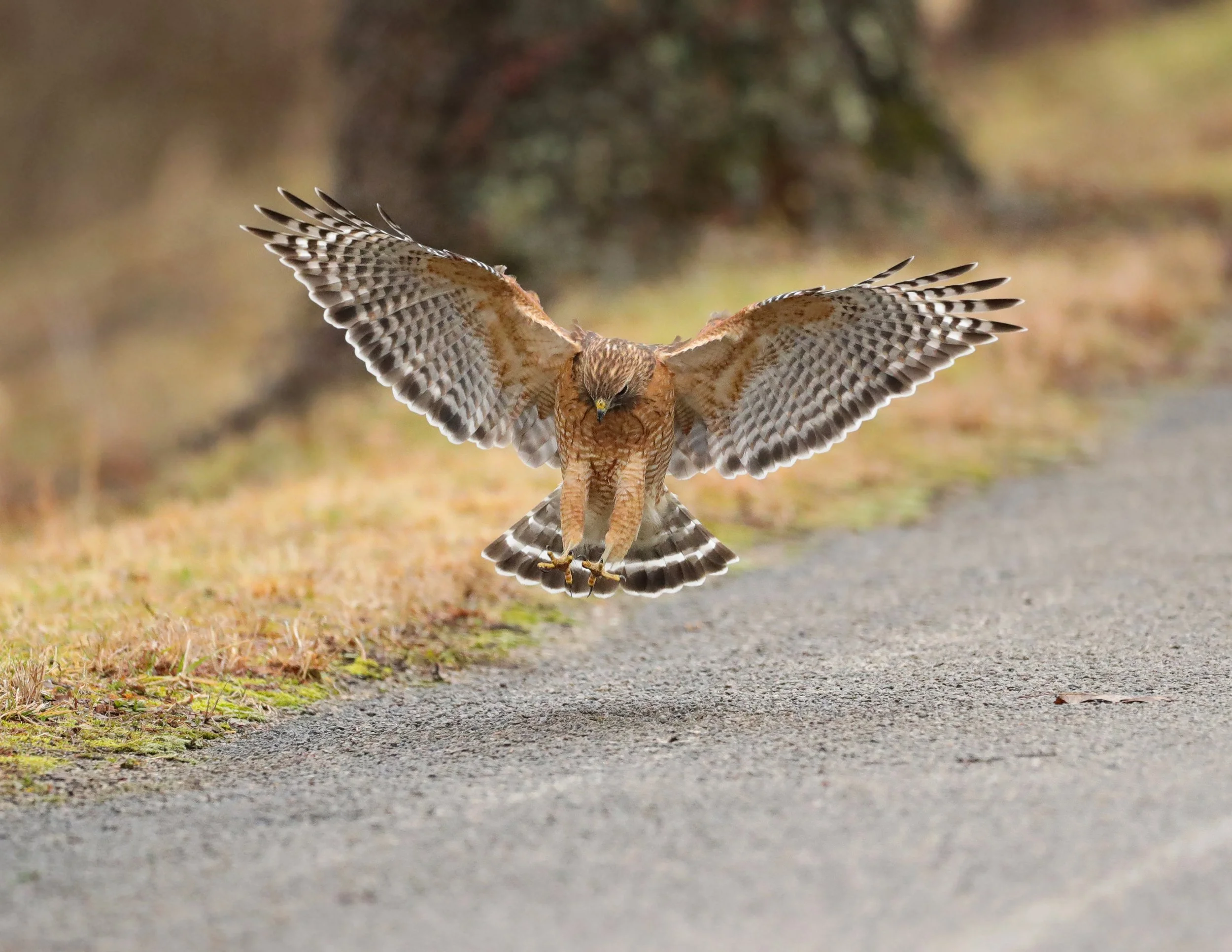 Fall Migration Outings at North Park Village Nature Center