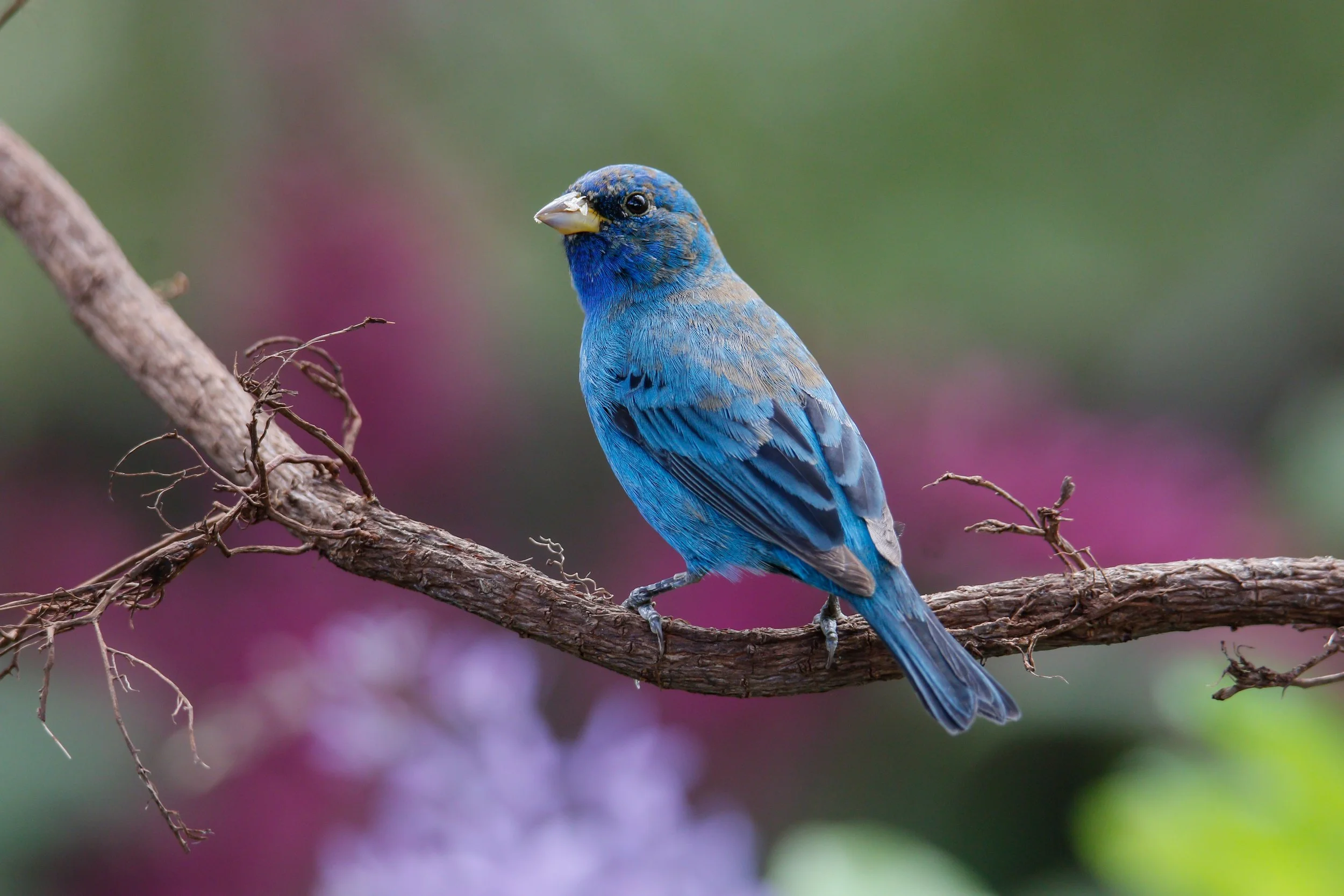 Kid-friendly Birding at North Park Village Nature Center