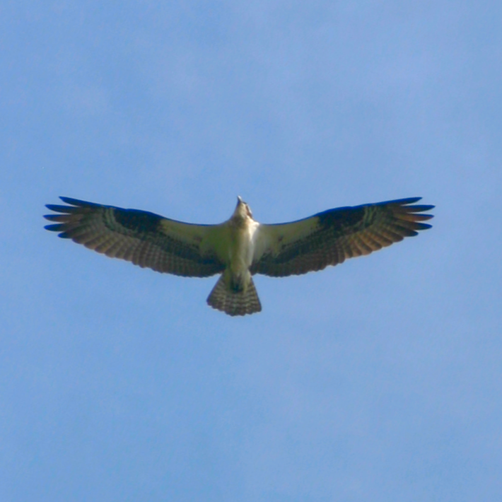 The Osprey Project: Bird Conservation in Action
