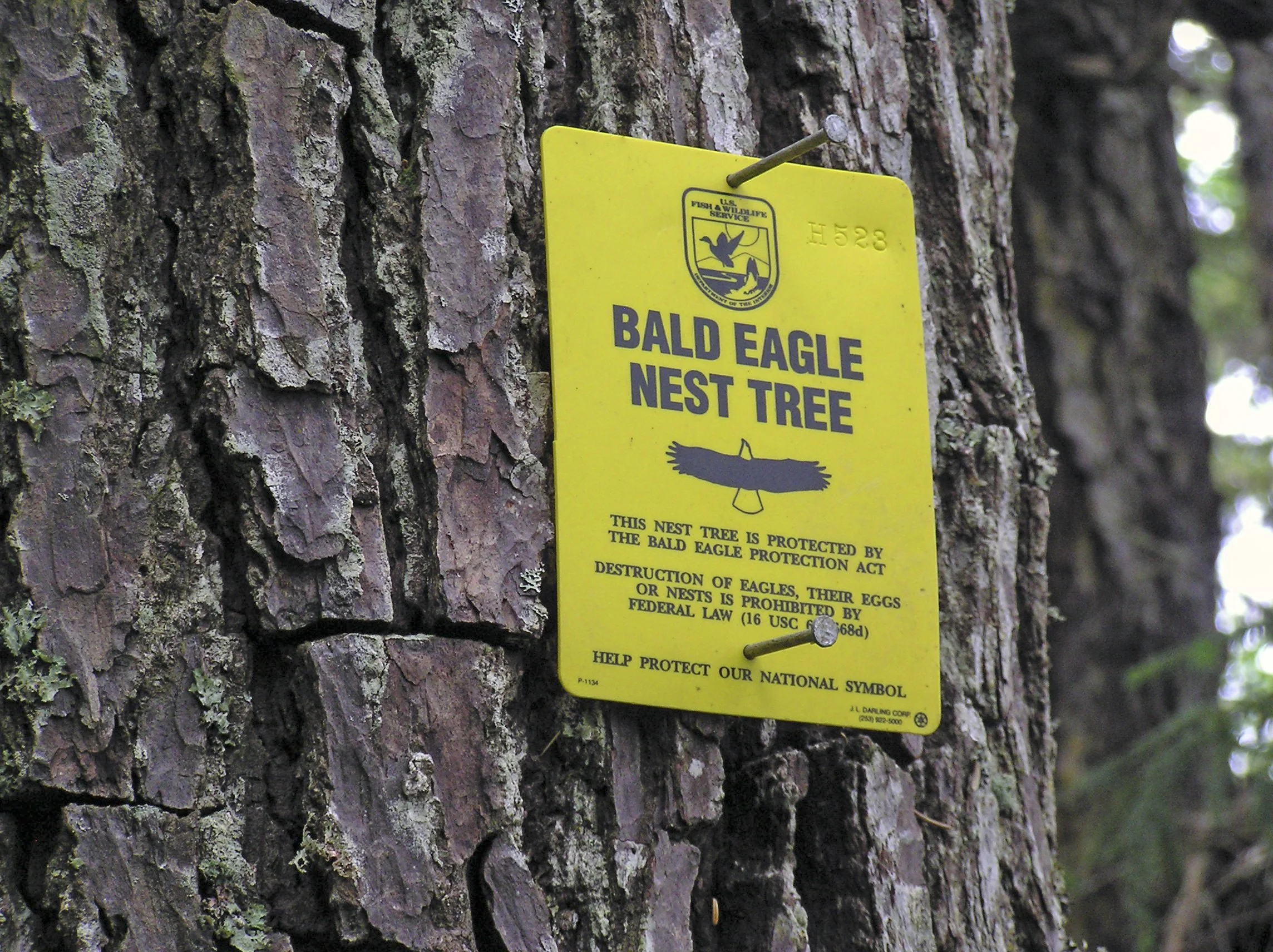 Ask a Bird Nerd: Why did we have to wait so long for Chicago eaglets?