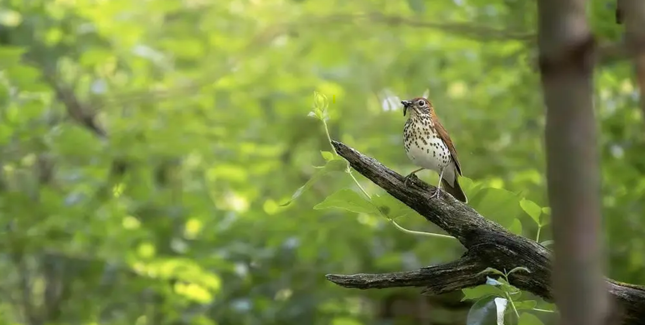 Fall Migration Photography and Bird Walk at Montrose Point