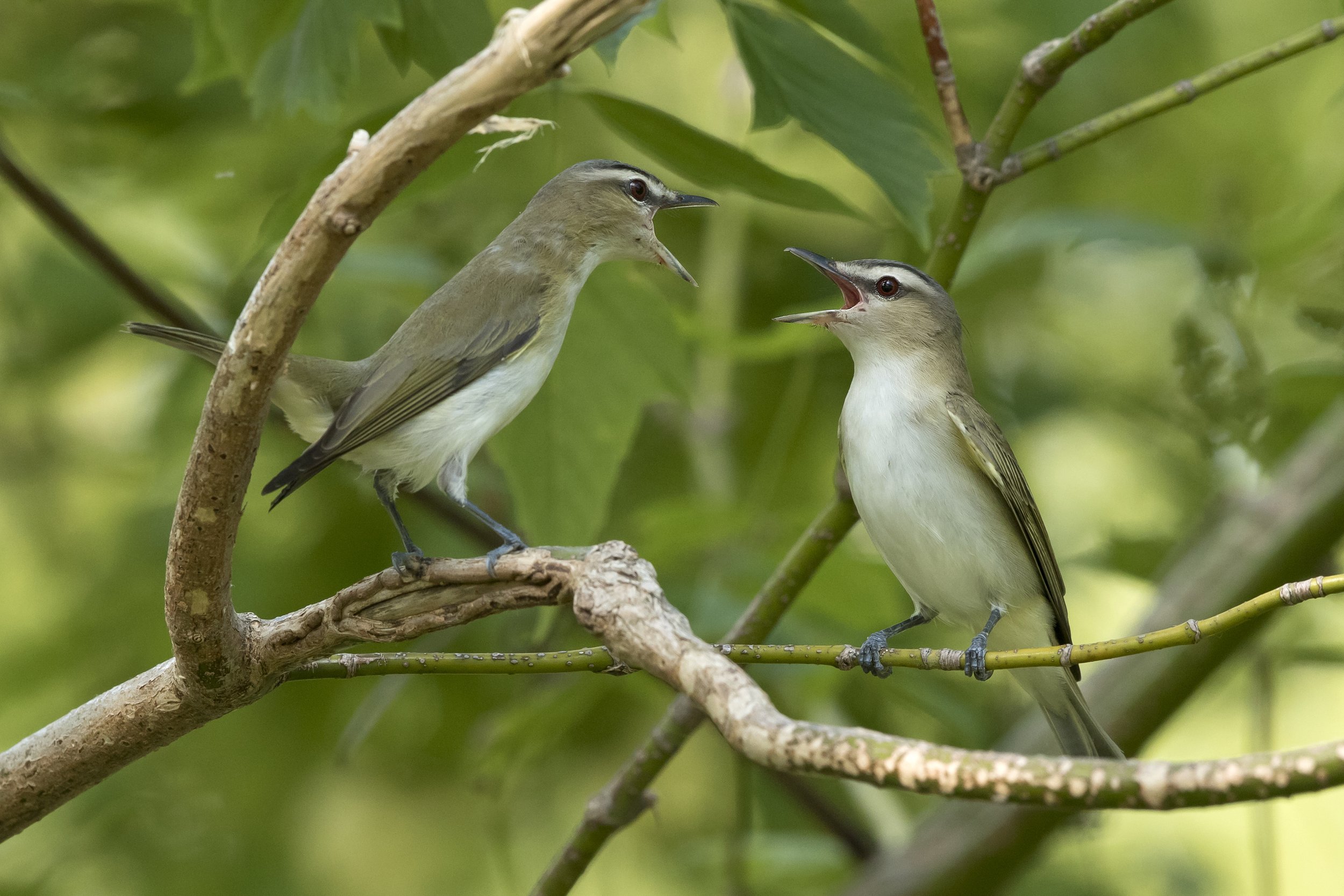 What Makes a Park Quiet for Birds?
