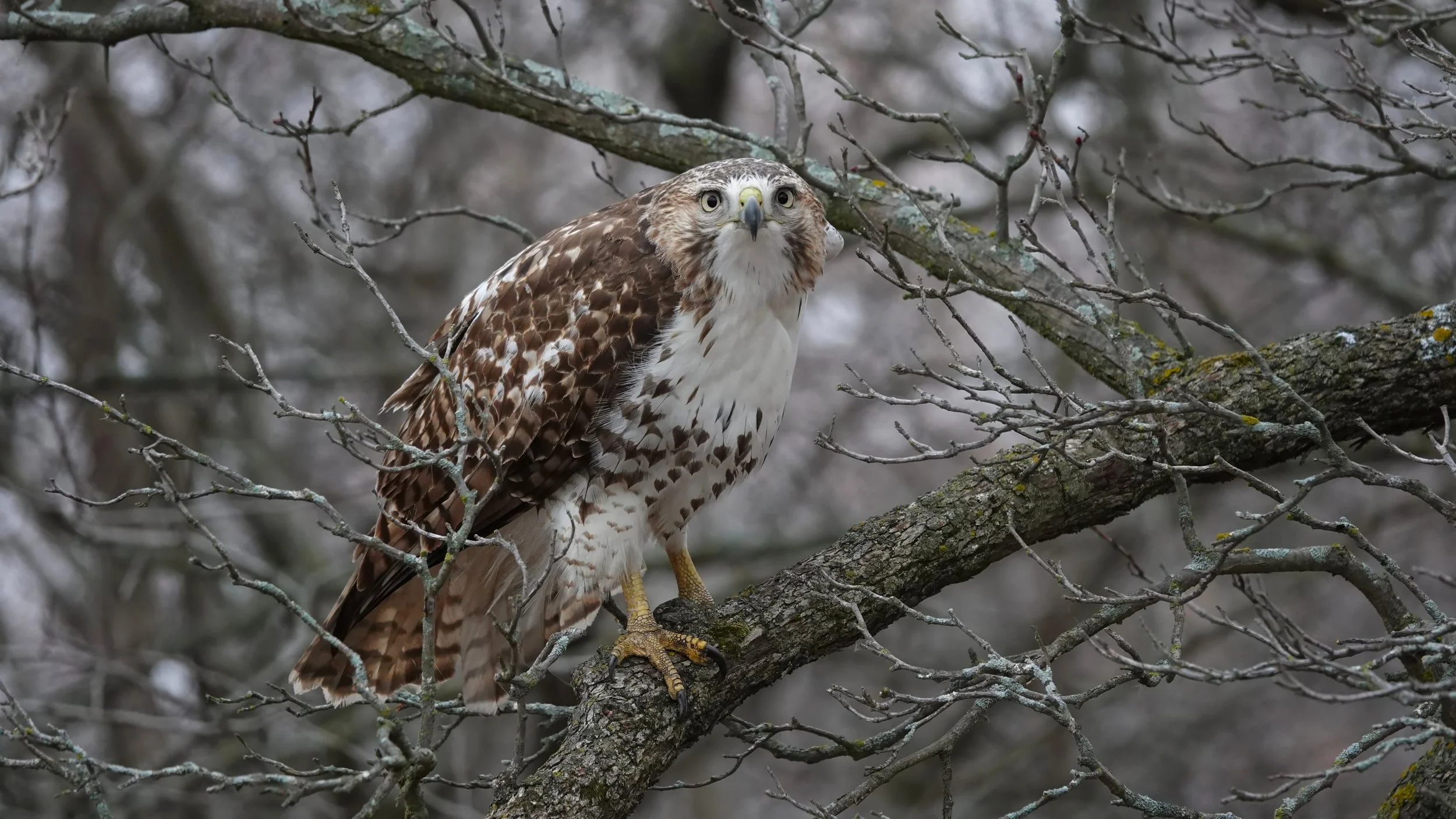 Crabtree Nature Center Birding Outing