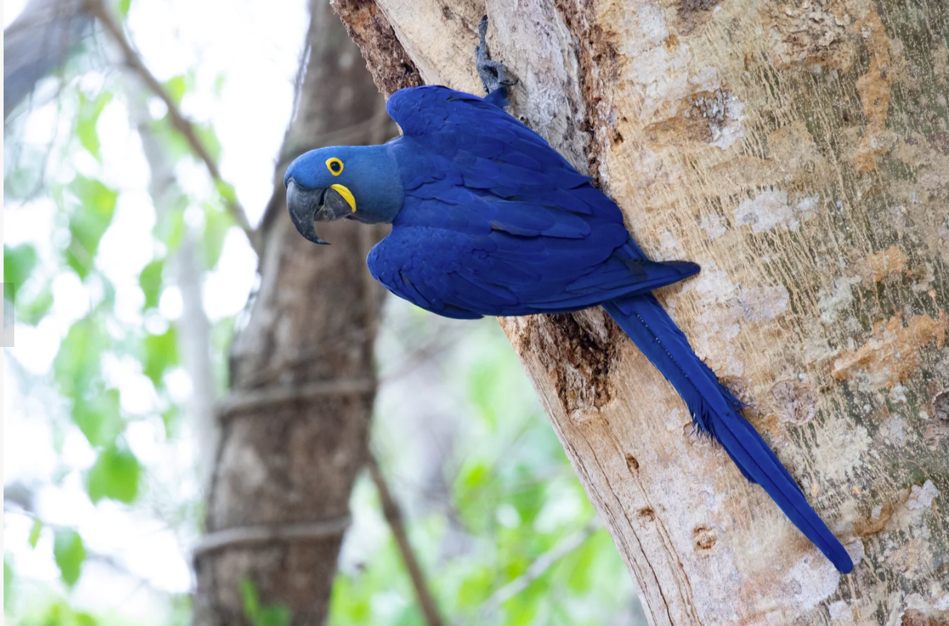 Brazil: The Pantanal and Cerrado