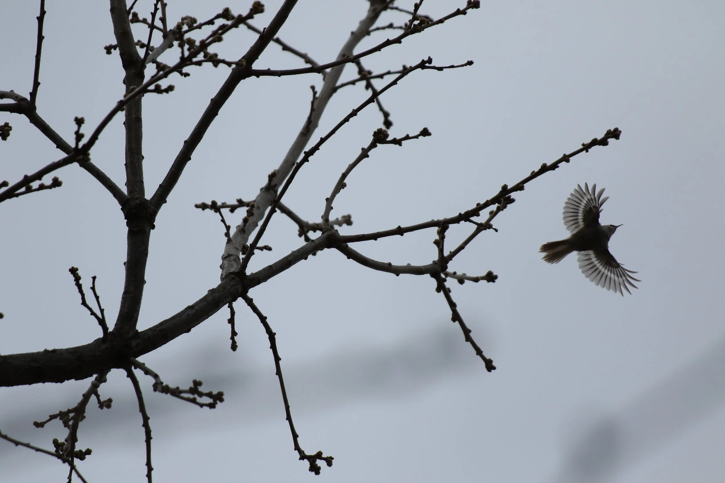 Let's Make Migration Less Frightening for Birds