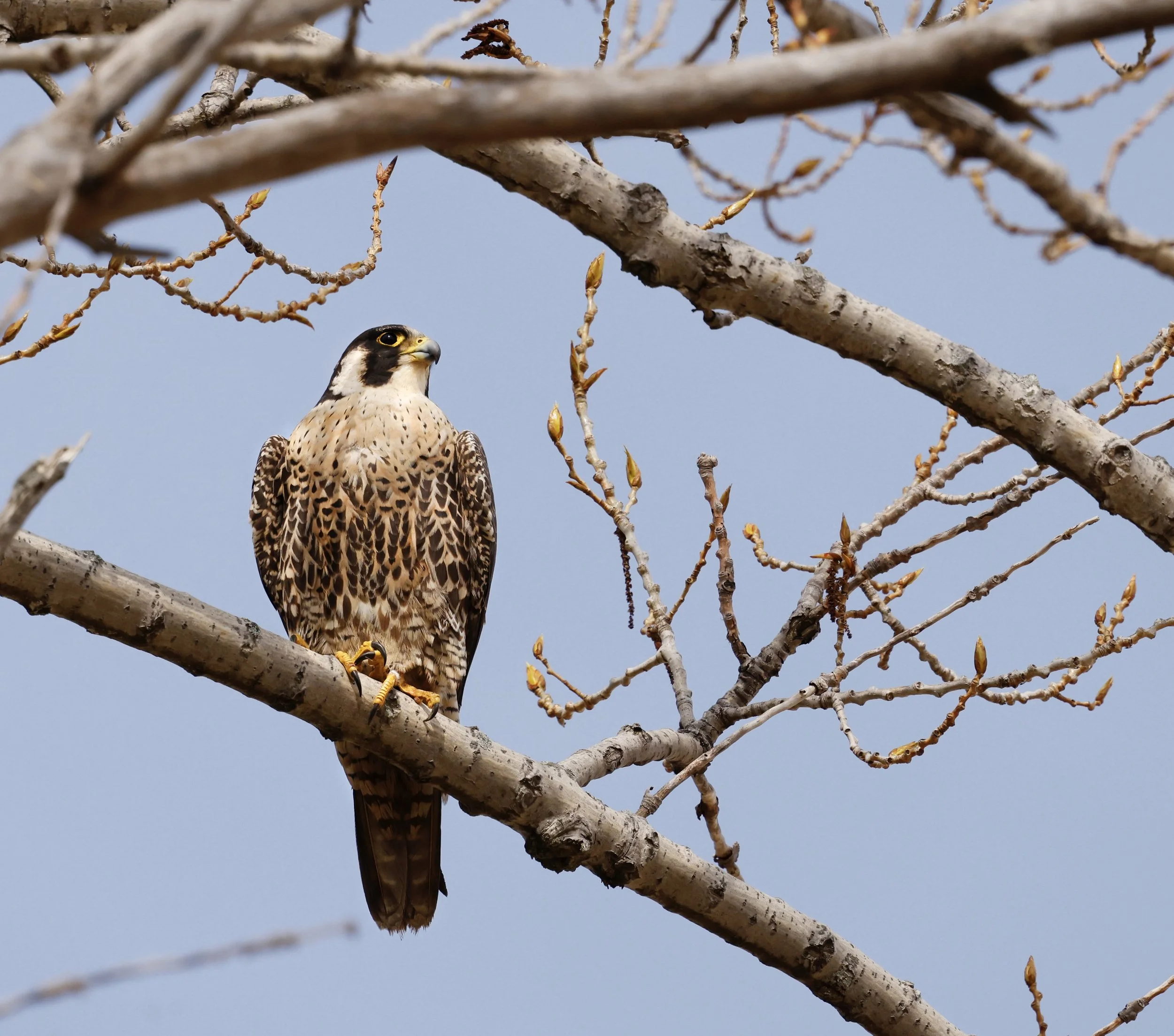 Falcon.jpeg