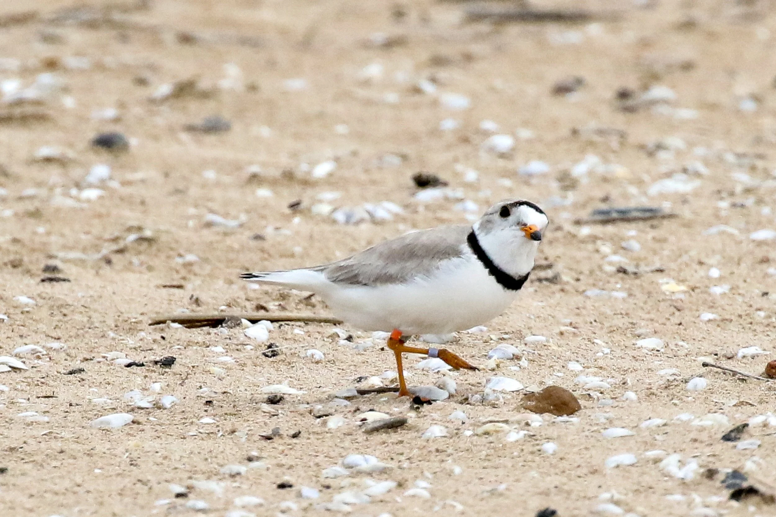 Great Lakes Piping Plover - Alexandra Buxbaum.jpg