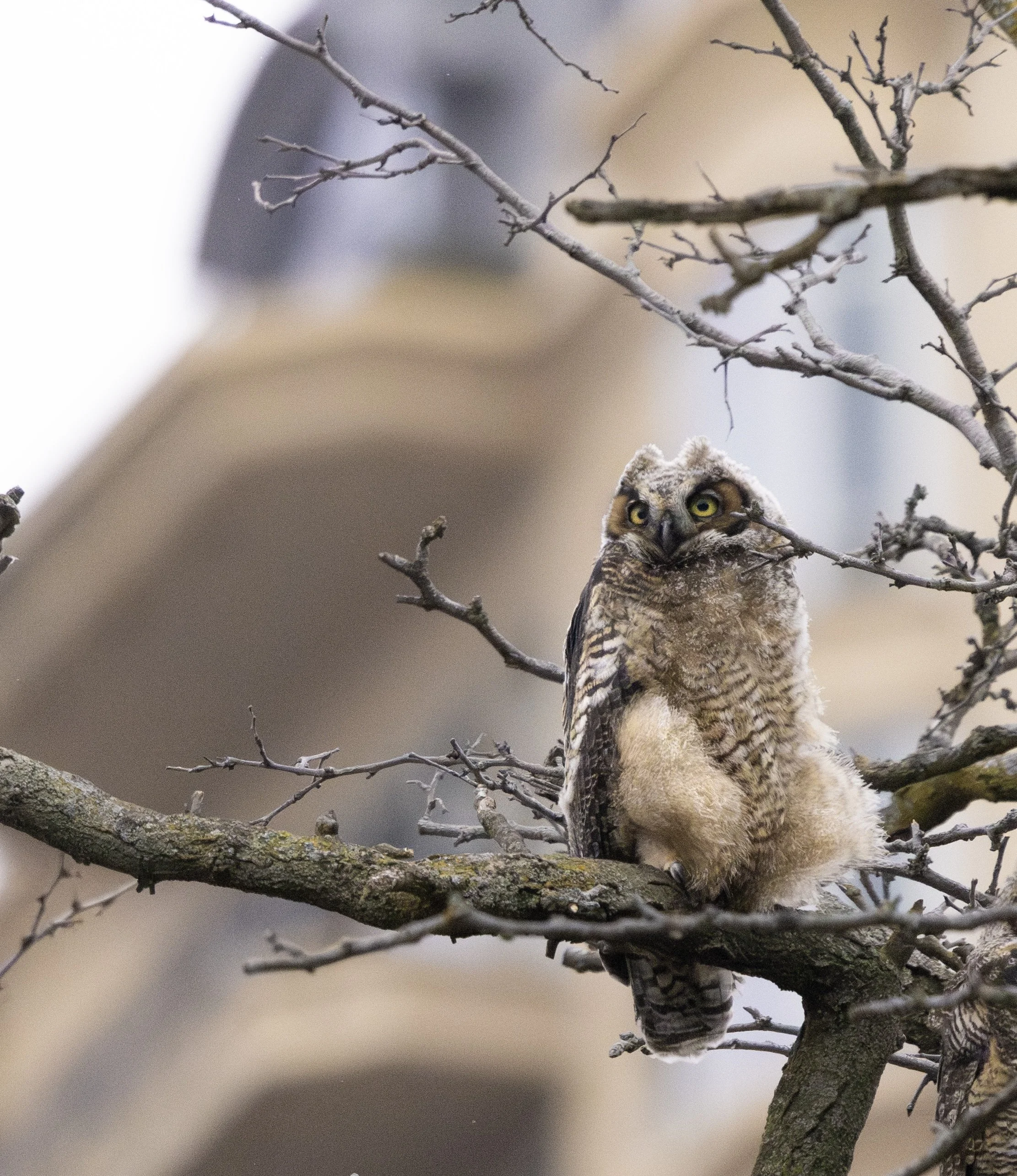 Lincoln_Park_Owl.jpeg