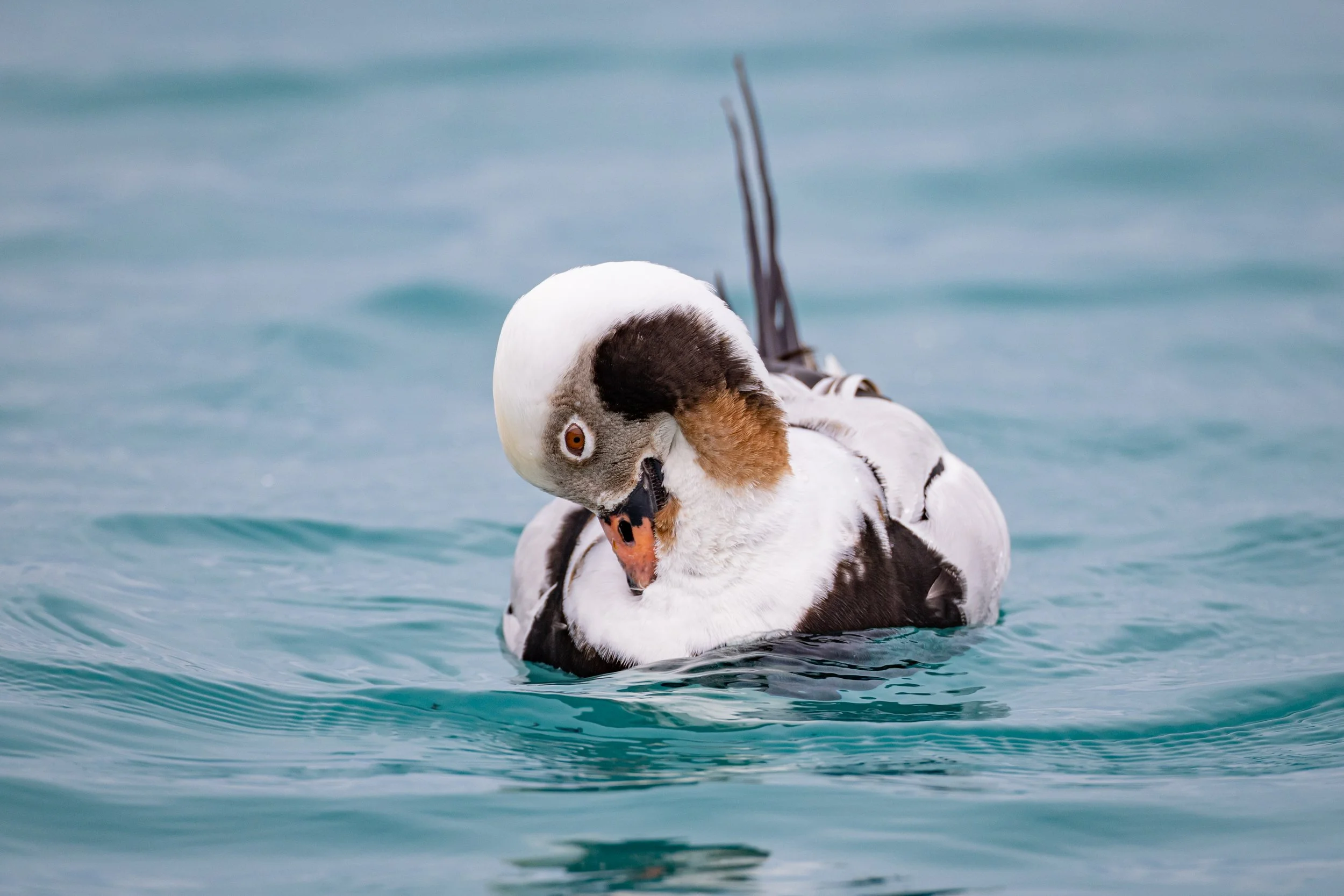 Aud_APA-2023_Long-tailed-Duck_A1_23802-1_Photo-Russel-Smith.jpg