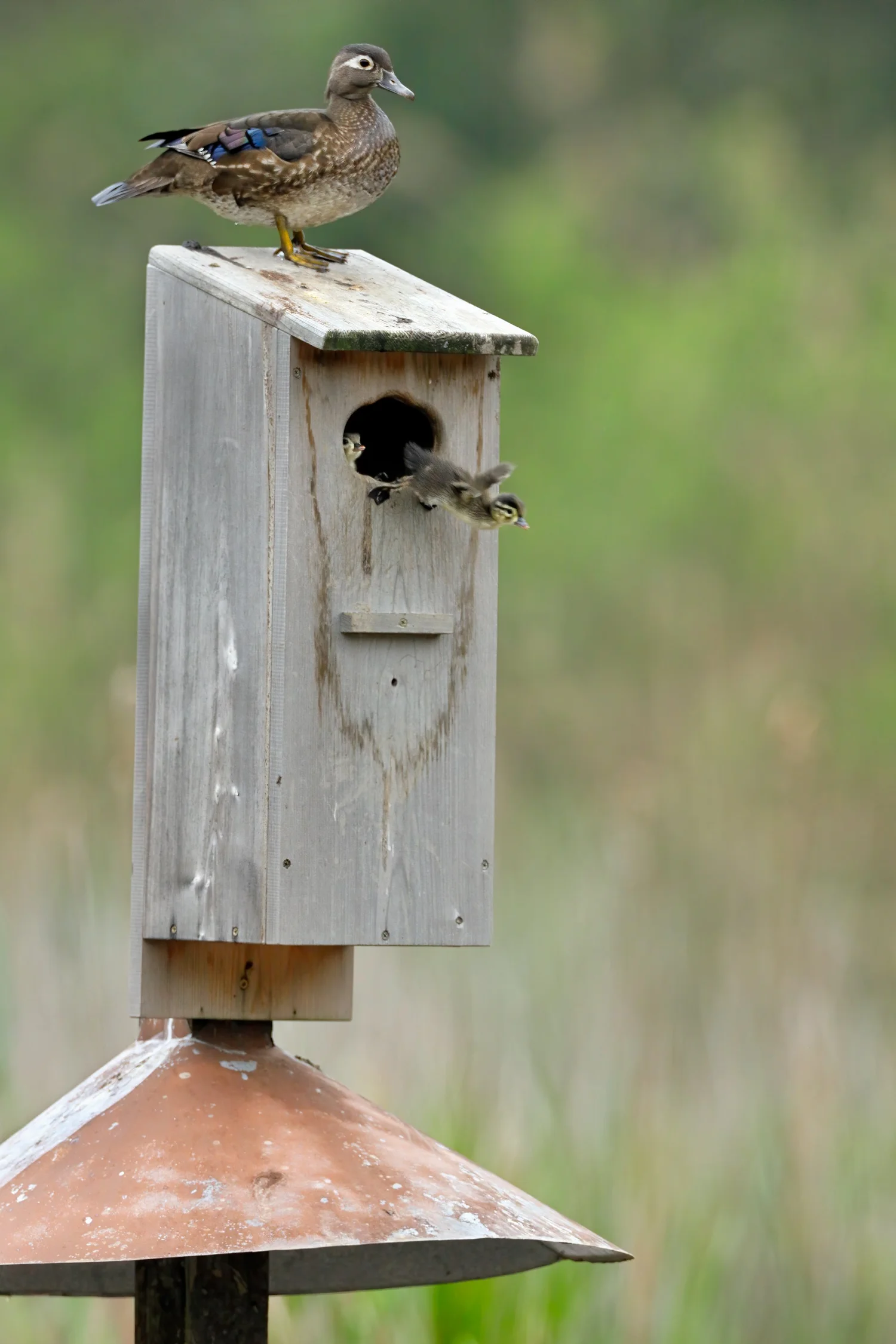 Precocial and Altricial Chick Development — Chicago Bird Alliance ...