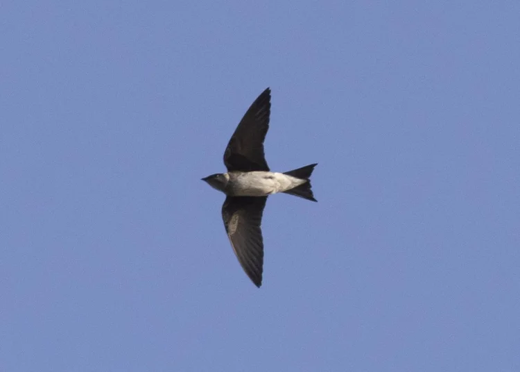 Identification of Swallows in Flight — Chicago Bird Alliance (formerly ...
