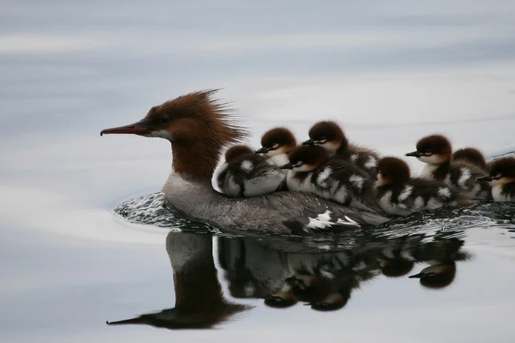 Precotial Precocial and Altricial Chick Development — Chicago Bird Alliance ...