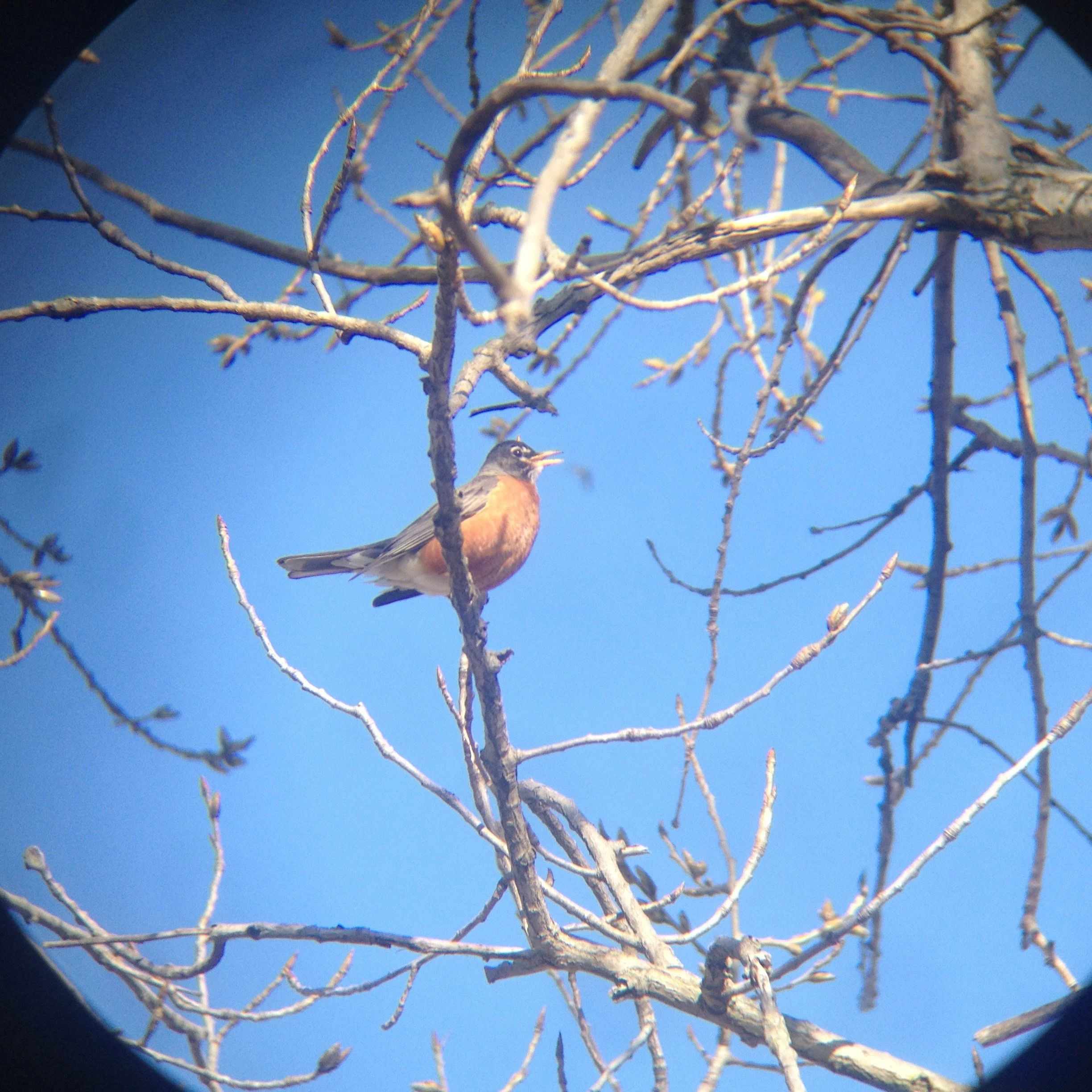 s de Vries Migratory Thrush.JPG