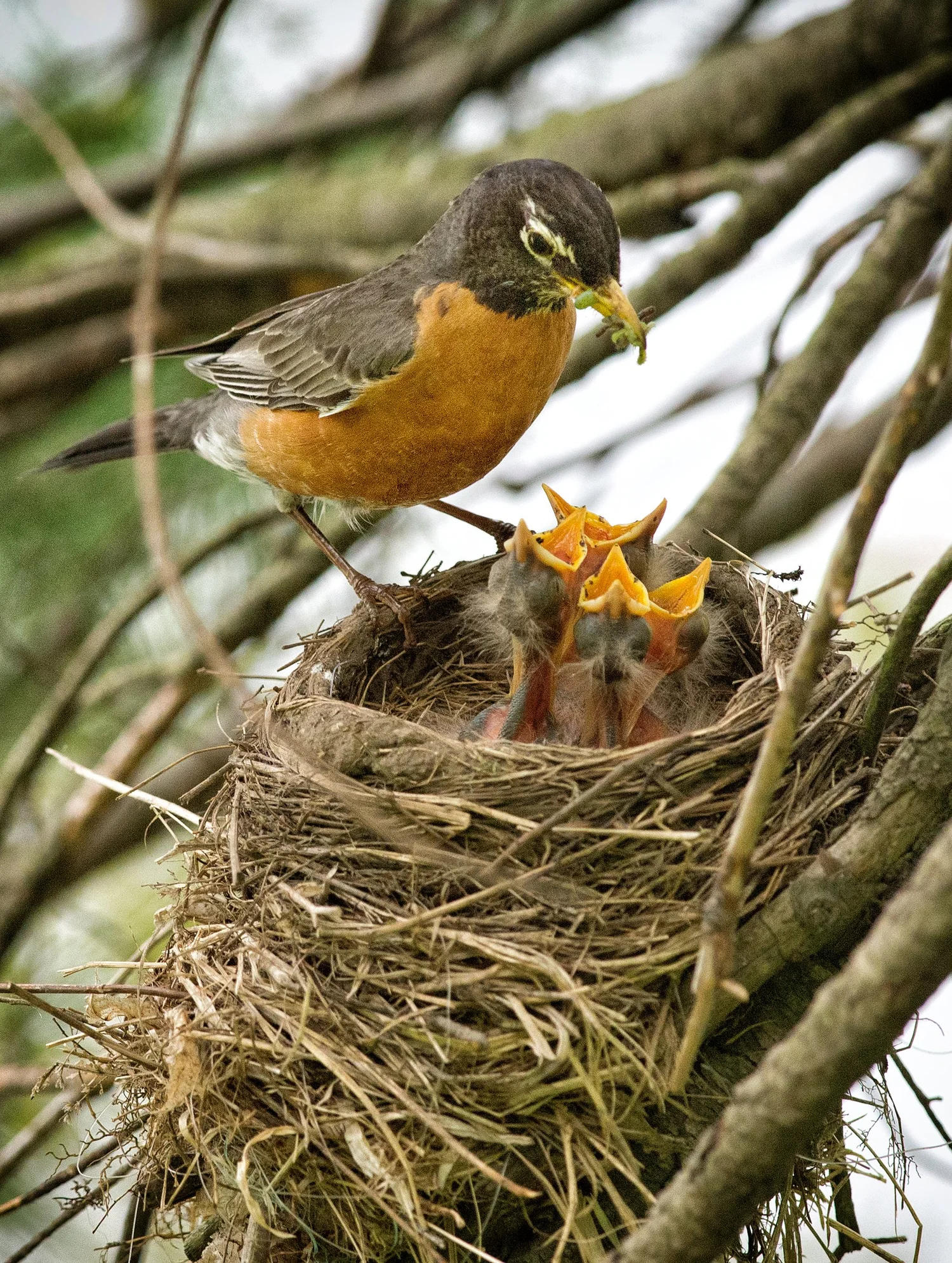 Precotial Precocial and Altricial Chick Development — Chicago Bird Alliance ...