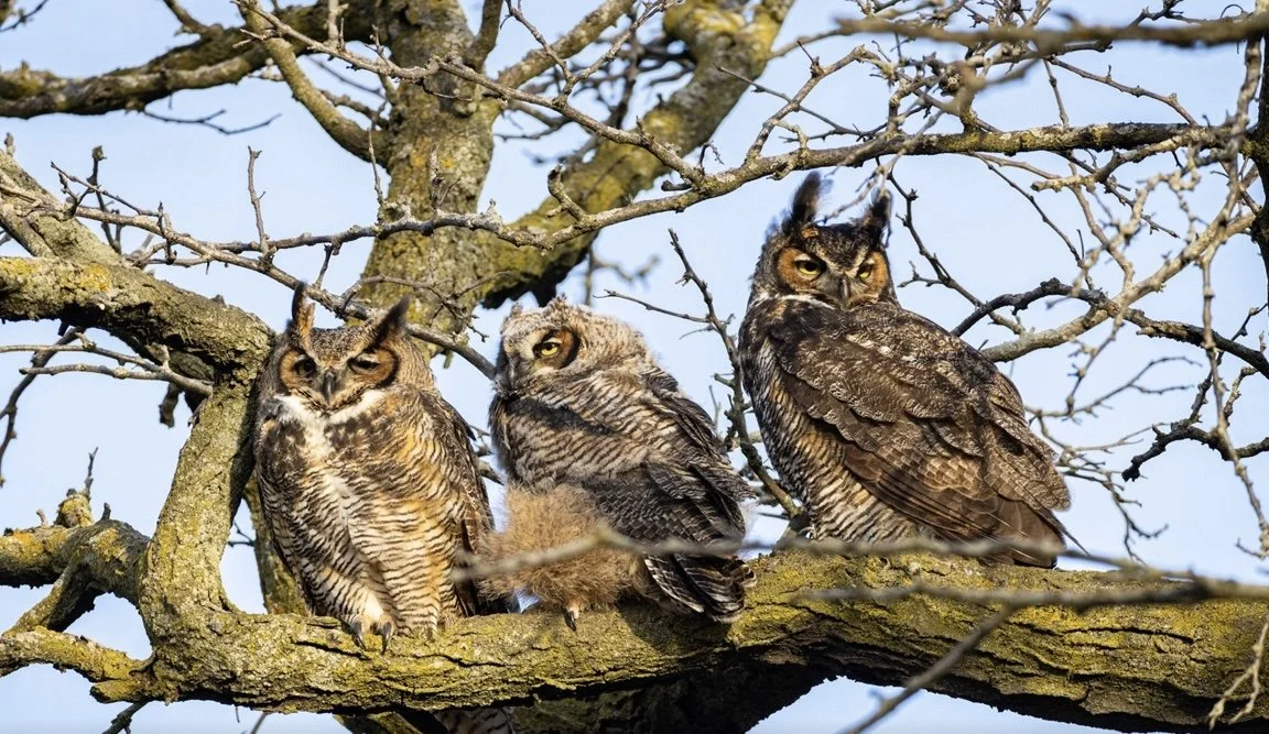 Lincoln_Park_Owls.jpeg