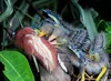 Precocial and Altricial Chick Development — Chicago Bird Alliance ...