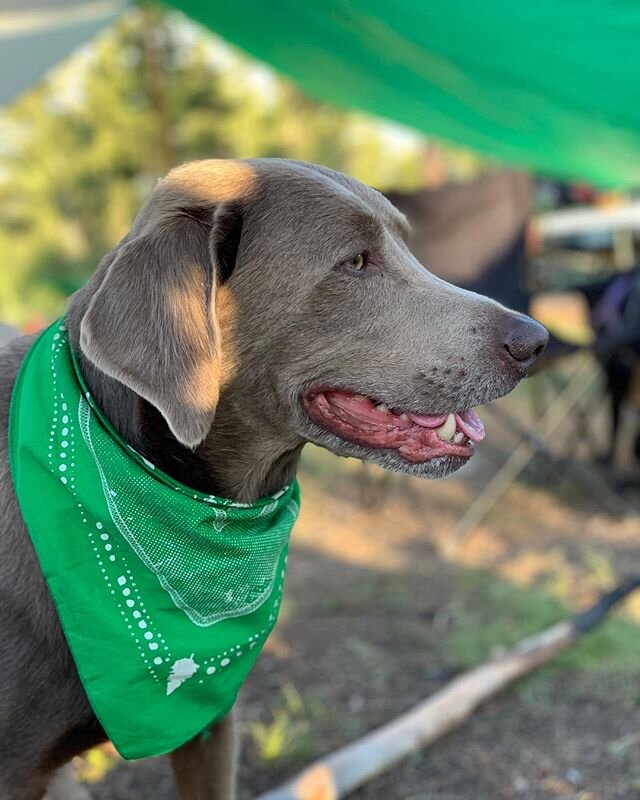 Let me introduce you to the other CDC, otherwise known as Colorado Dogs and Cats.
🐶⛑🐱
They are pretty wise on this whole staying-at-home and playing-outside protocol. 
If you&rsquo;re in need of assistance on how to enjoy your time during the next 