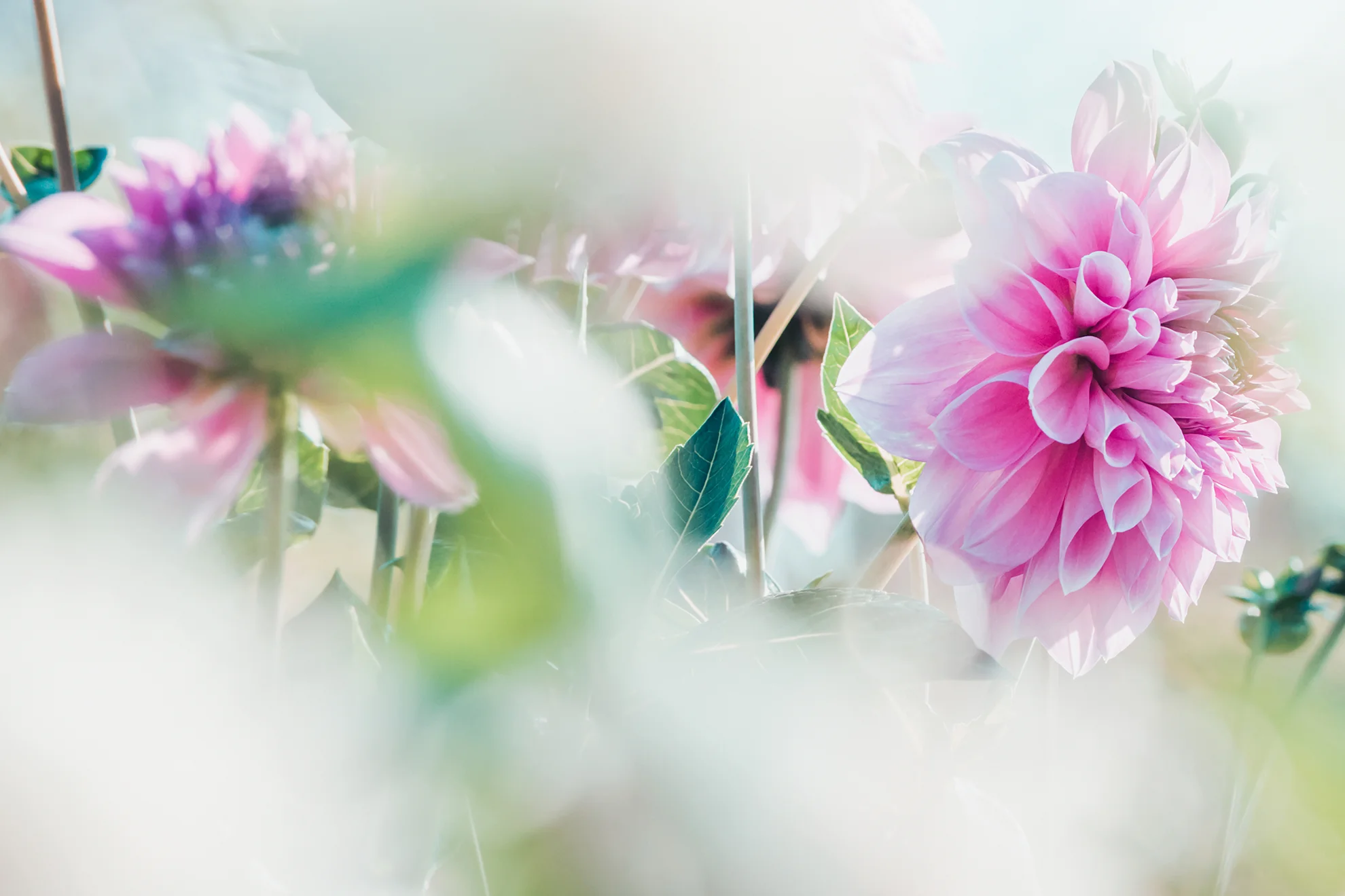 softpink.jpg