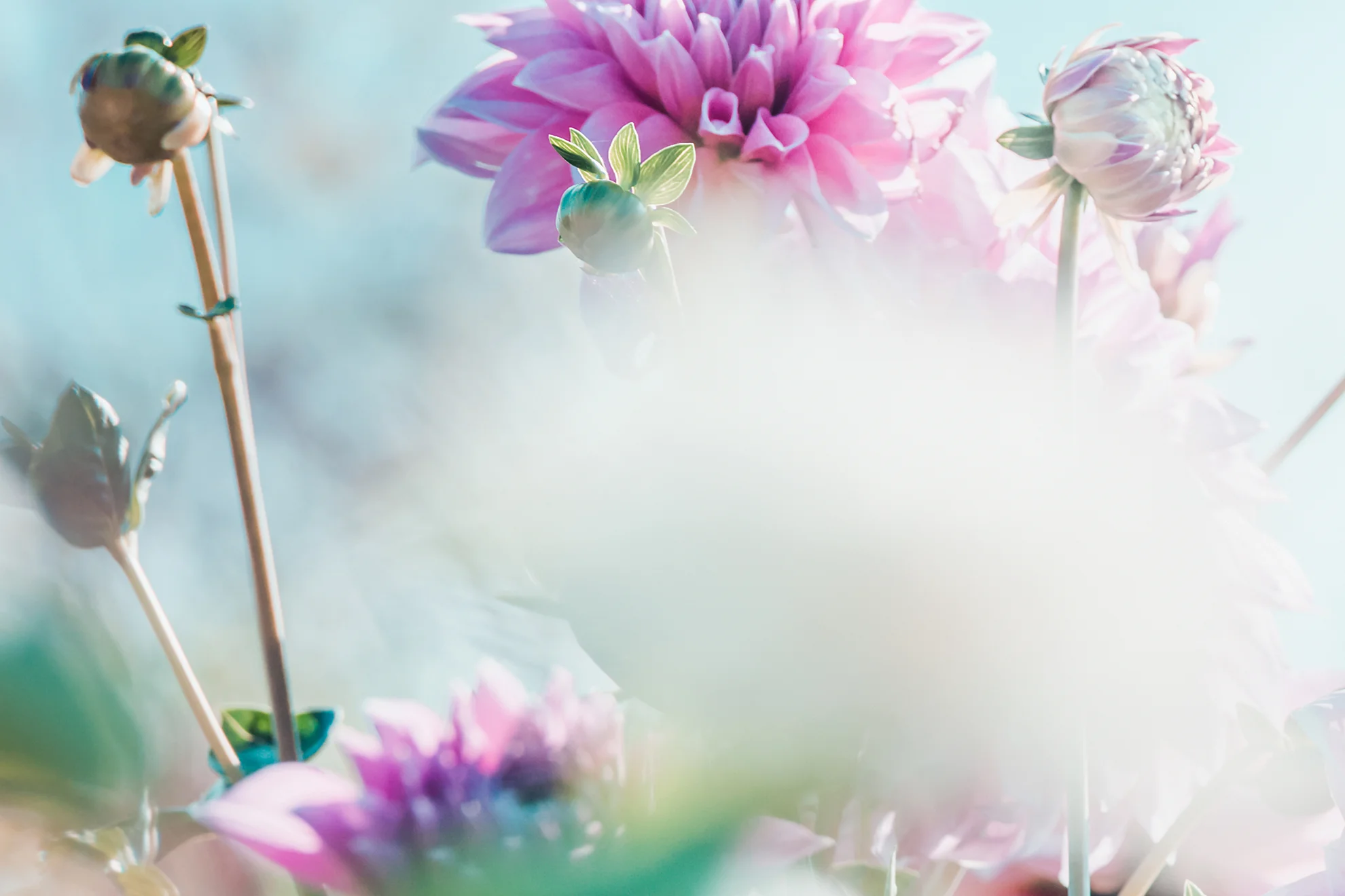 softpink2.jpg
