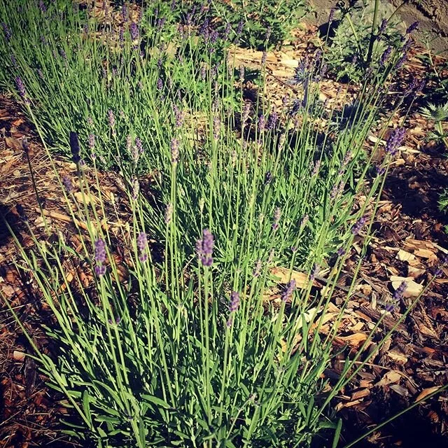 Fresh Lavender makes me feel like I&rsquo;m sipping perfectly chilled white wine on a patio at a beautiful vineyard in the okanagan. Hoping the sunshine today gives these guys the push over the ready-to-pick line for the @strathconamarket this Saturd
