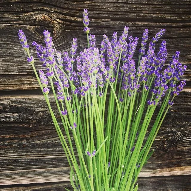 Here&rsquo;s just a few of the piggies heading to market tomorrow! Our first lavender bunch of the season (much more to come!), astrantia, sweet William (dianthus), lupins, peonies, allium and more. #yegflowerfarm #yegfarmersmarket #sherwoodparkflowe