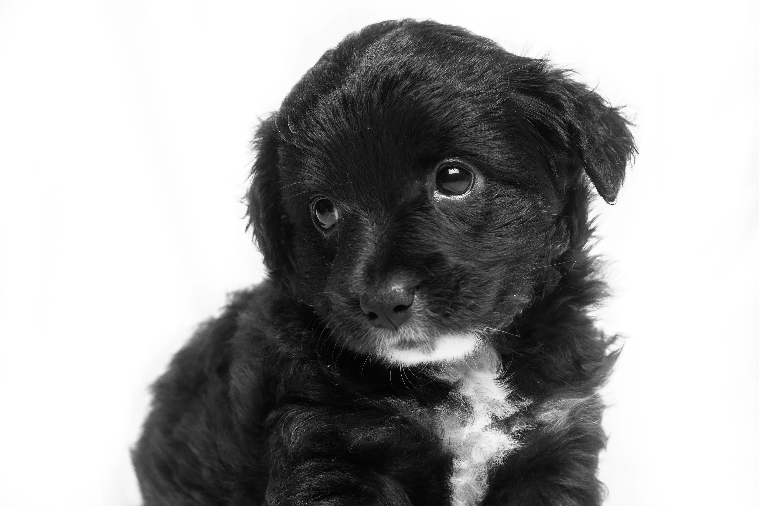 Introducing your puppy to grooming
