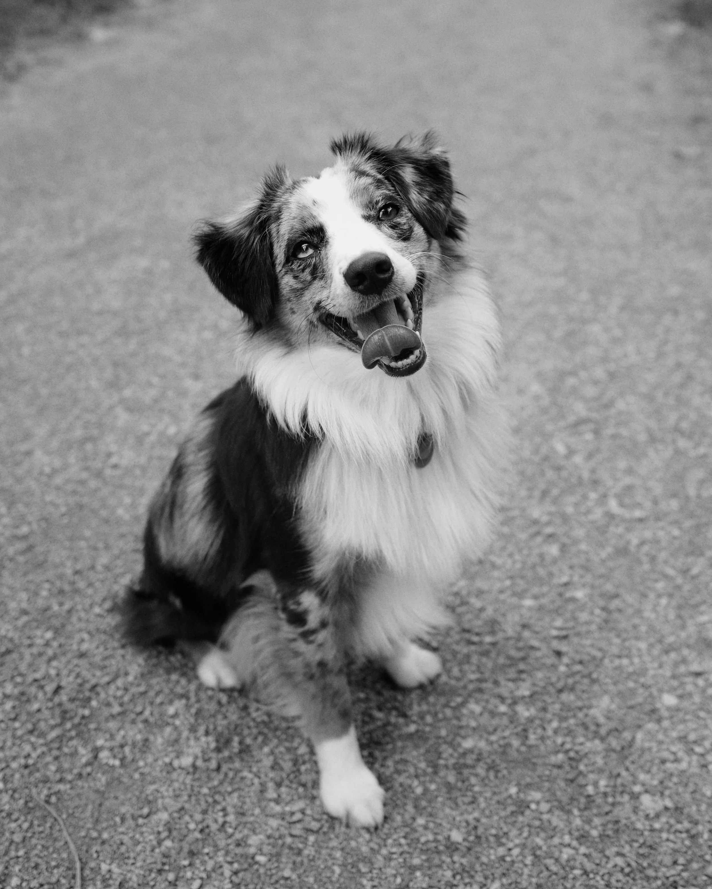 Tips for Your Dog's Summer Skin Issues
