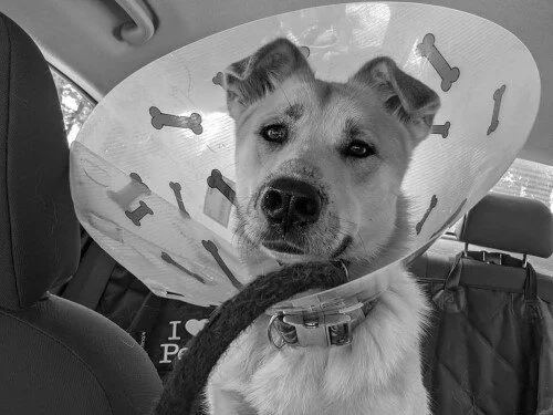 Common Pet Issues/Injuries