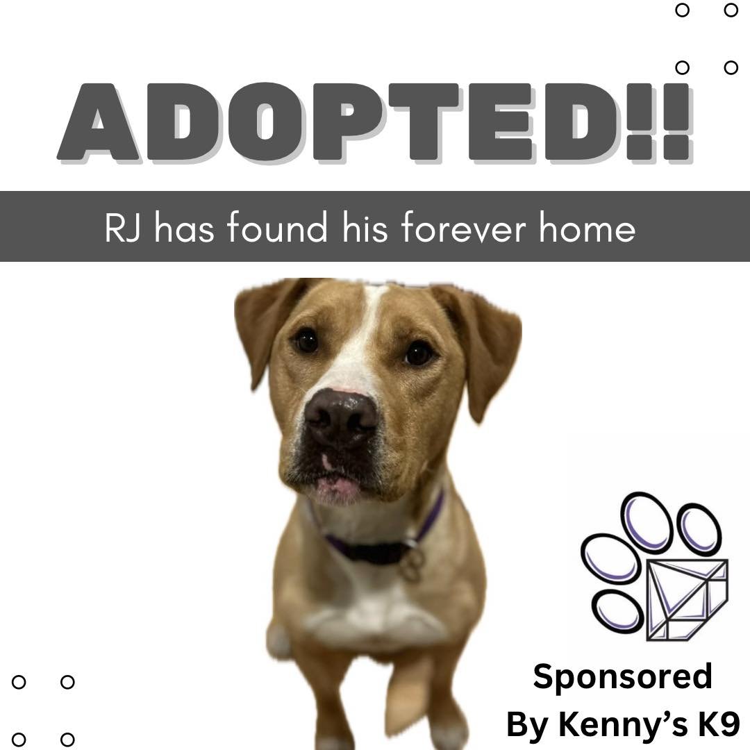 From foster care to forever home, RJ's journey is complete! Thanks to the incredible support from our community and our joint social media campaign, we raised $150 for Paws! RJ's story touched the hearts of thousands, and thanks to the generous commu