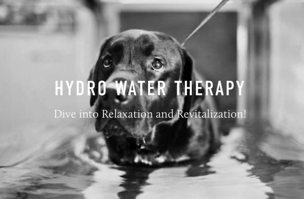 We are thrilled to announce a new partnership between Kenny's K9 and Shayla's Equine Health and Wellness! Together, we are introducing an exciting new service - hydro water therapy. With the expertise of our certified hydro water therapist, Brittany,
