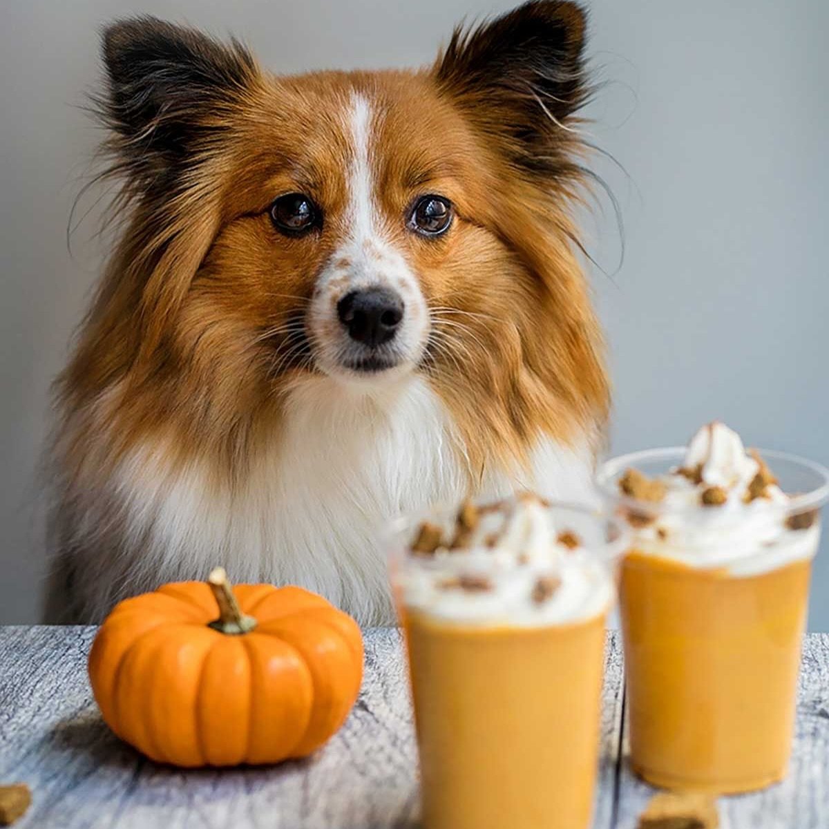 Fall is in the air! Join us on Saturday, September 14th at 6 PM for the MacGregor Fall Fest! 

Bring your furry friends along and treat them to a FREE Pumpkin Spice Latte Pup Cup! 🎃☕ 

Let&rsquo;s celebrate the fall season together with good vibes, 