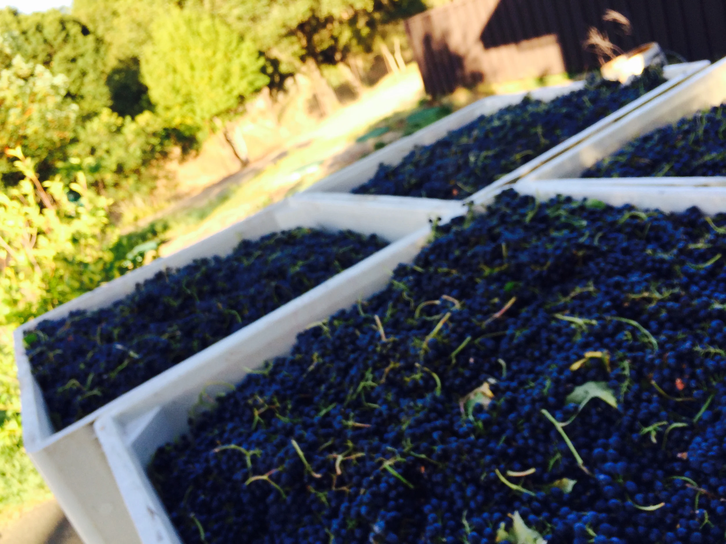 Pinot Noir Bins 1.jpg